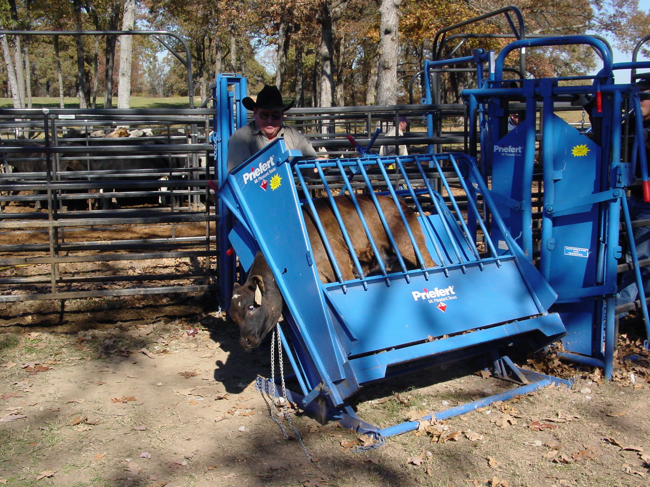 Calf Table CT 02 2004.JPG