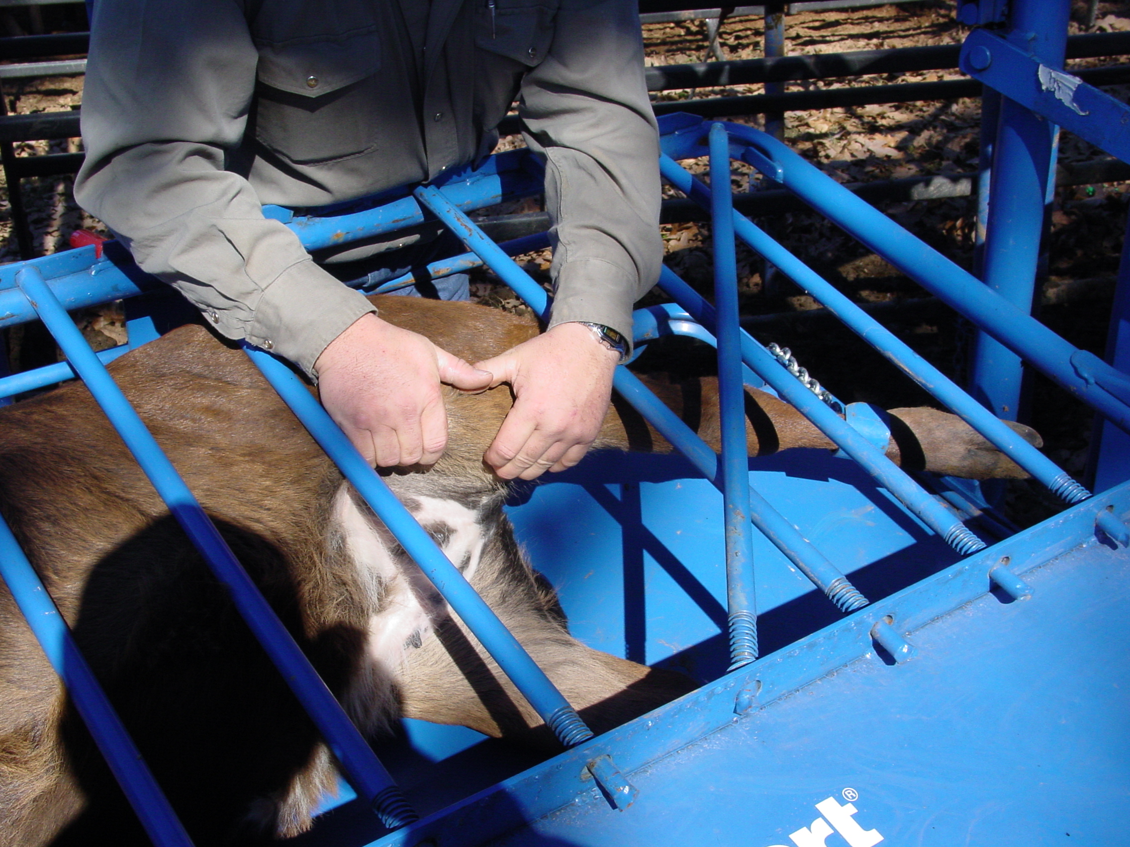 Calf Table CT 05 2004.JPG