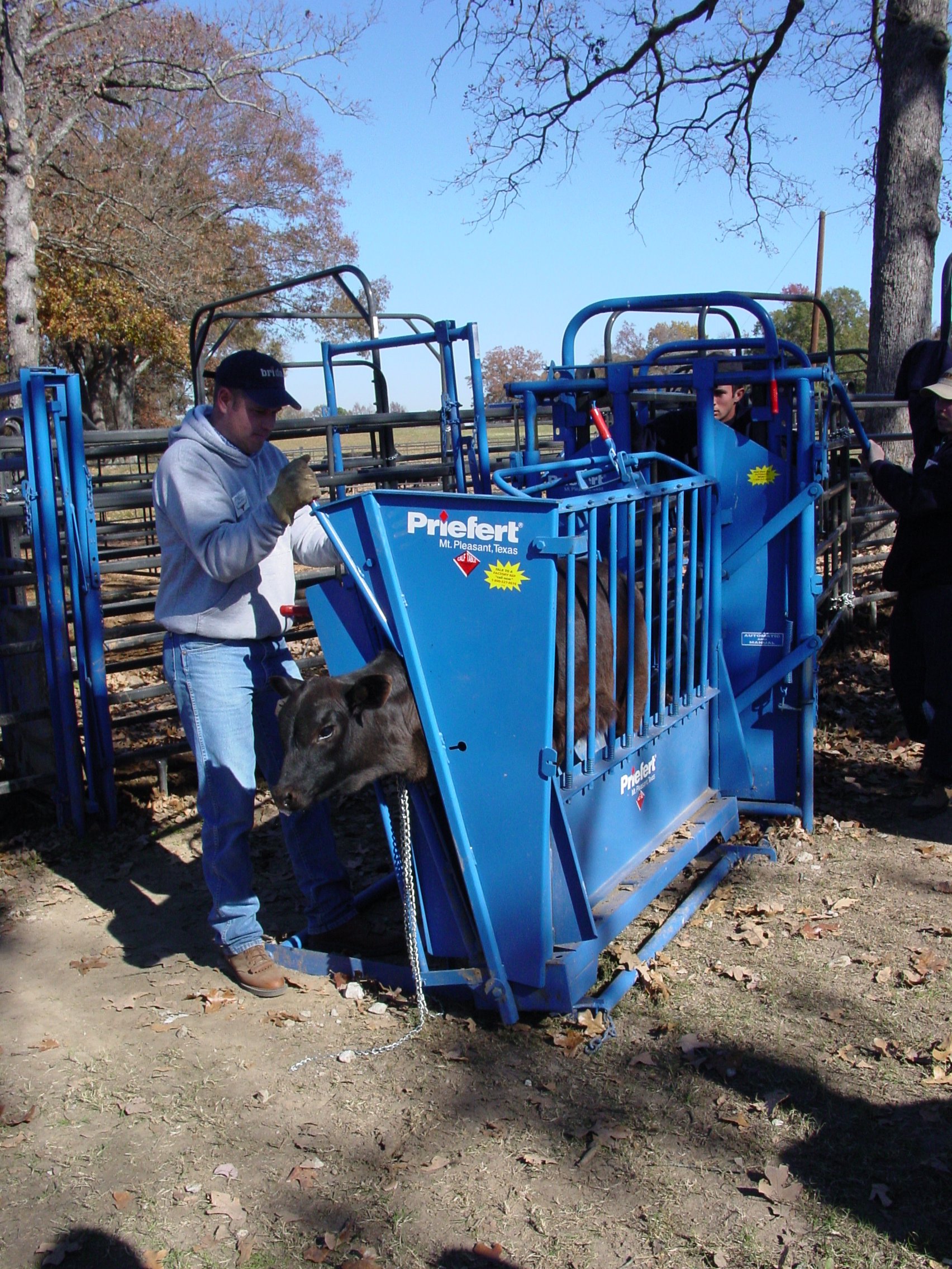 Calf Table CT 09 2004.jpg