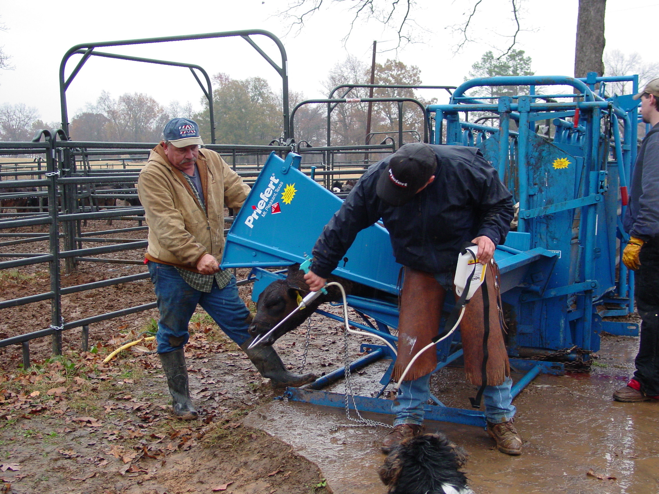 Calf Table CT 10 2004.JPG