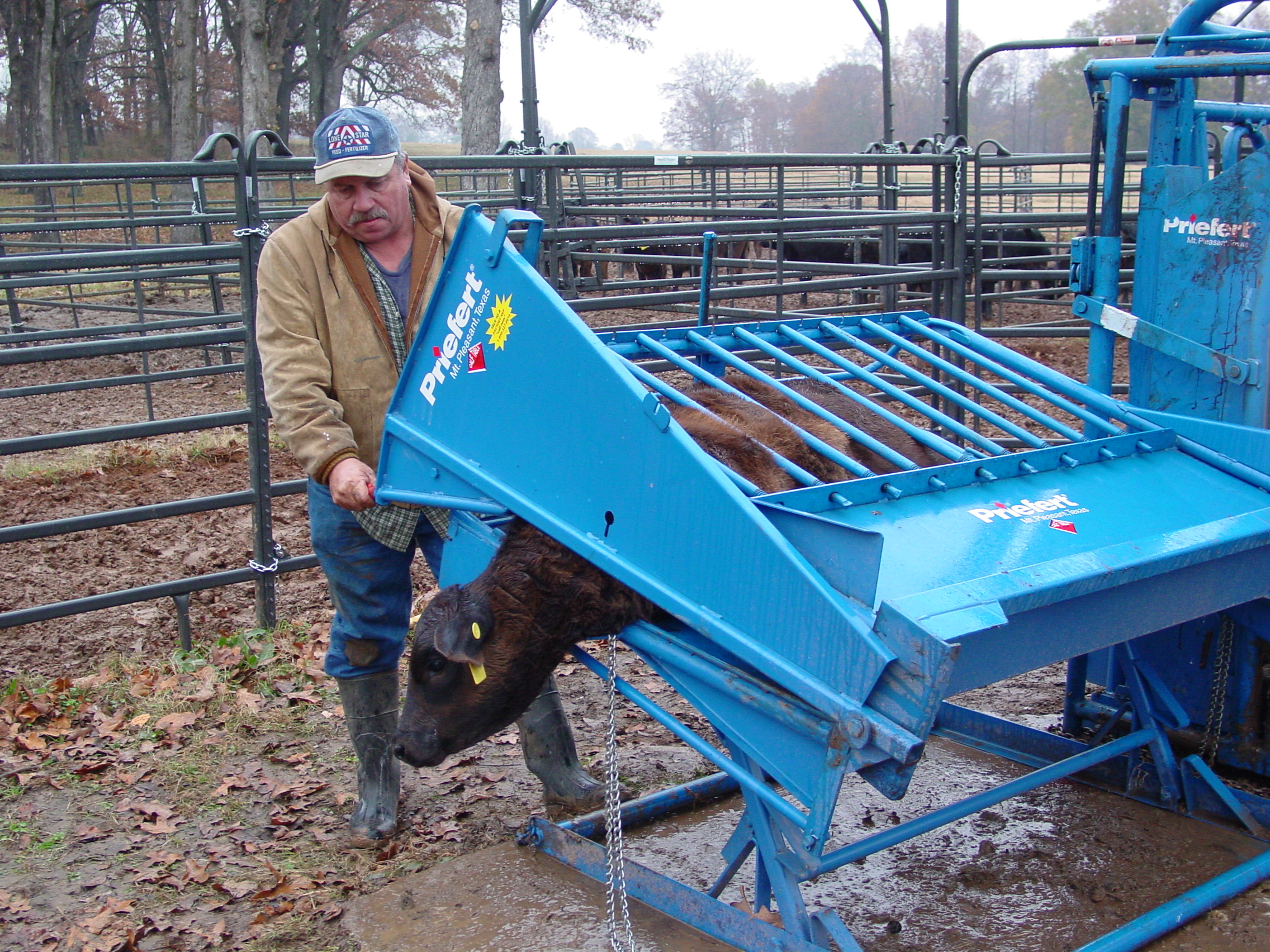 Calf Table CT 11 2004.JPG