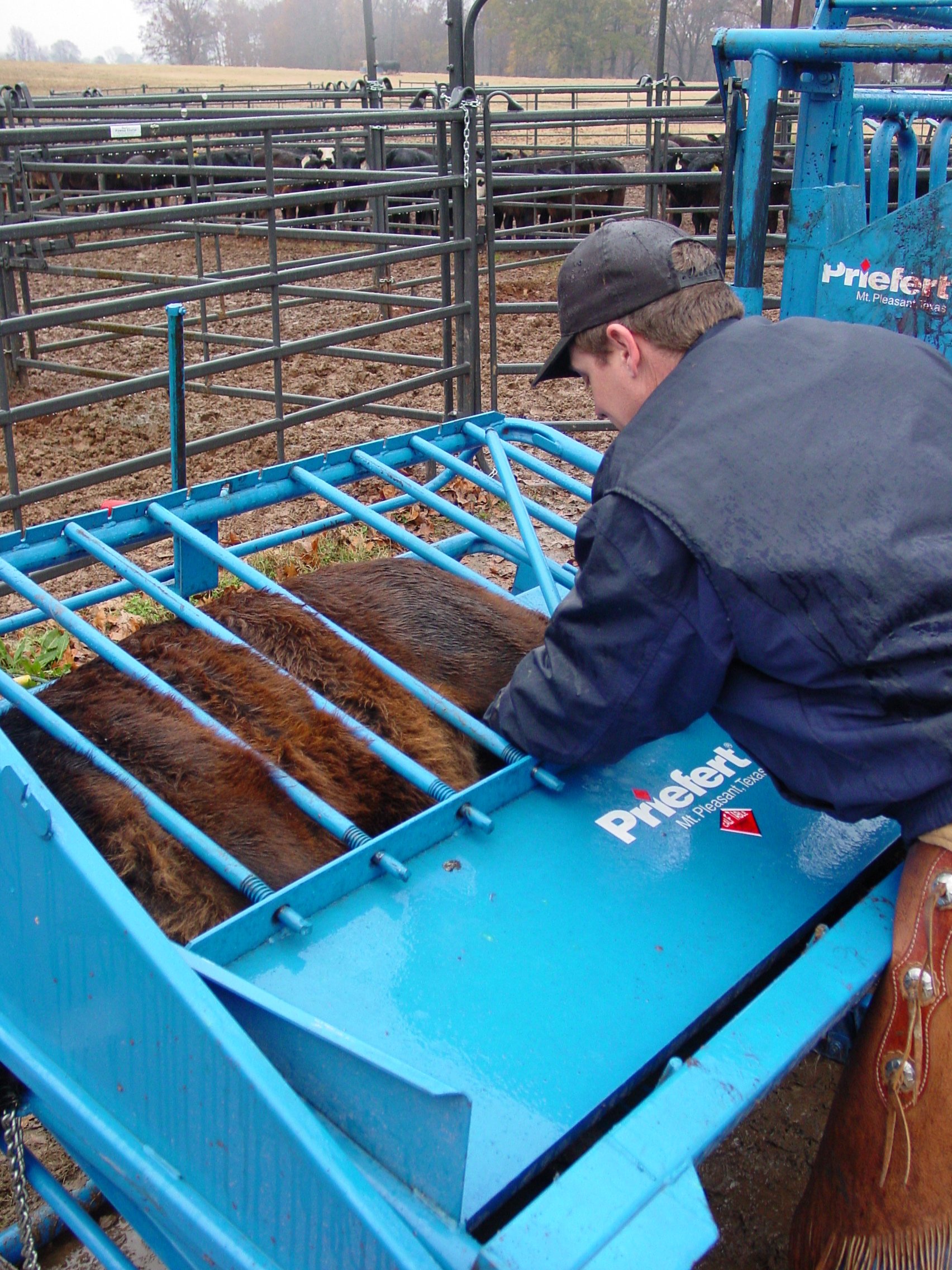 Calf Table CT 12 2004.jpg