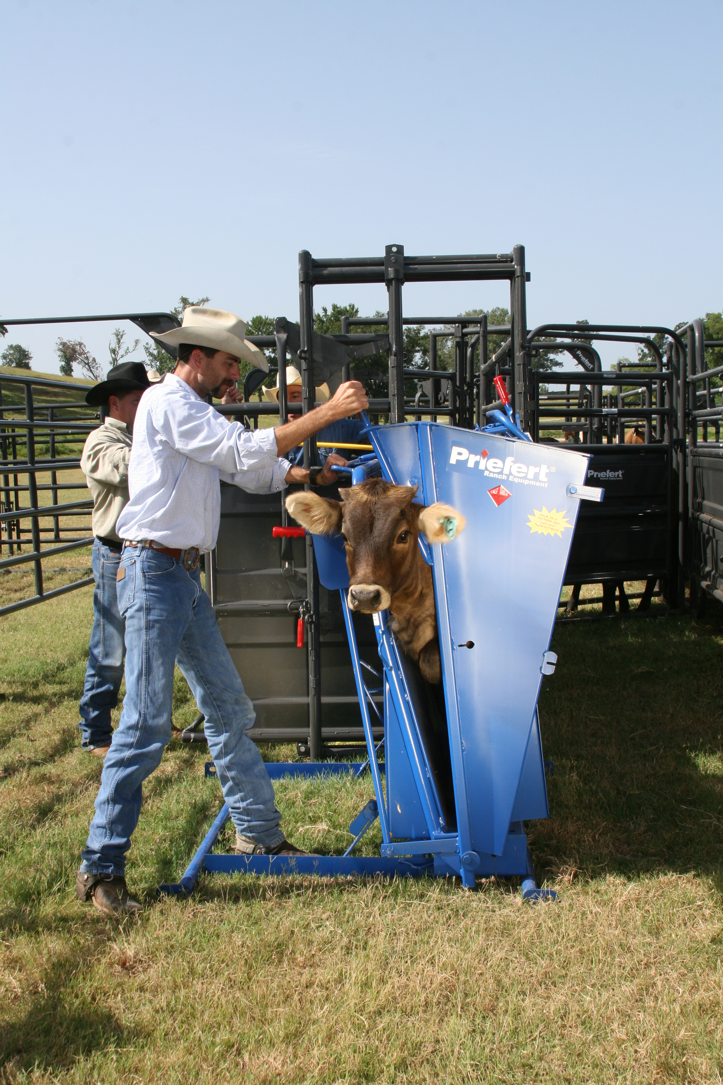 Calf Table CT 13 2008.JPG