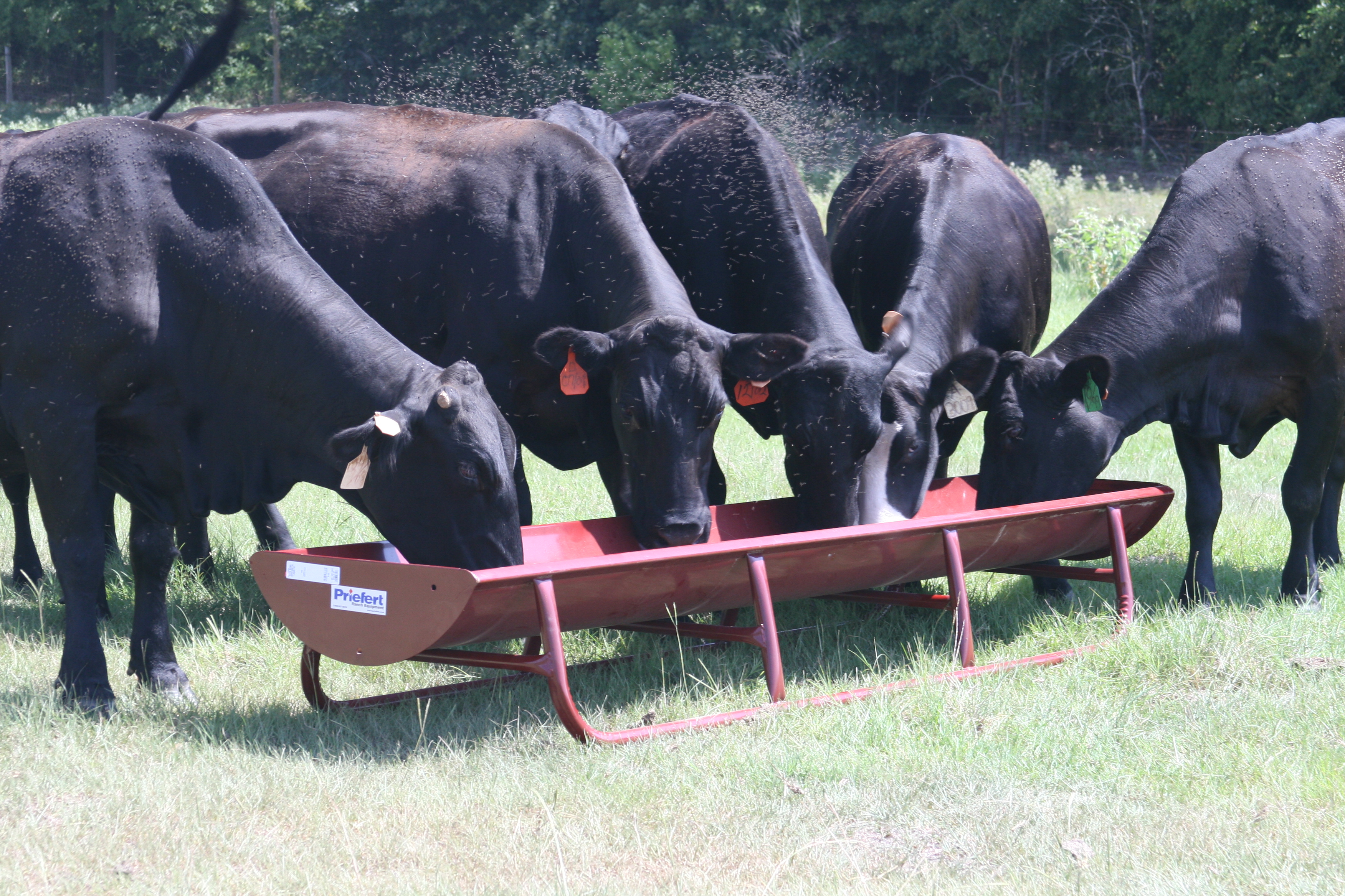 Cattle Feeder FBFWML 02.JPG