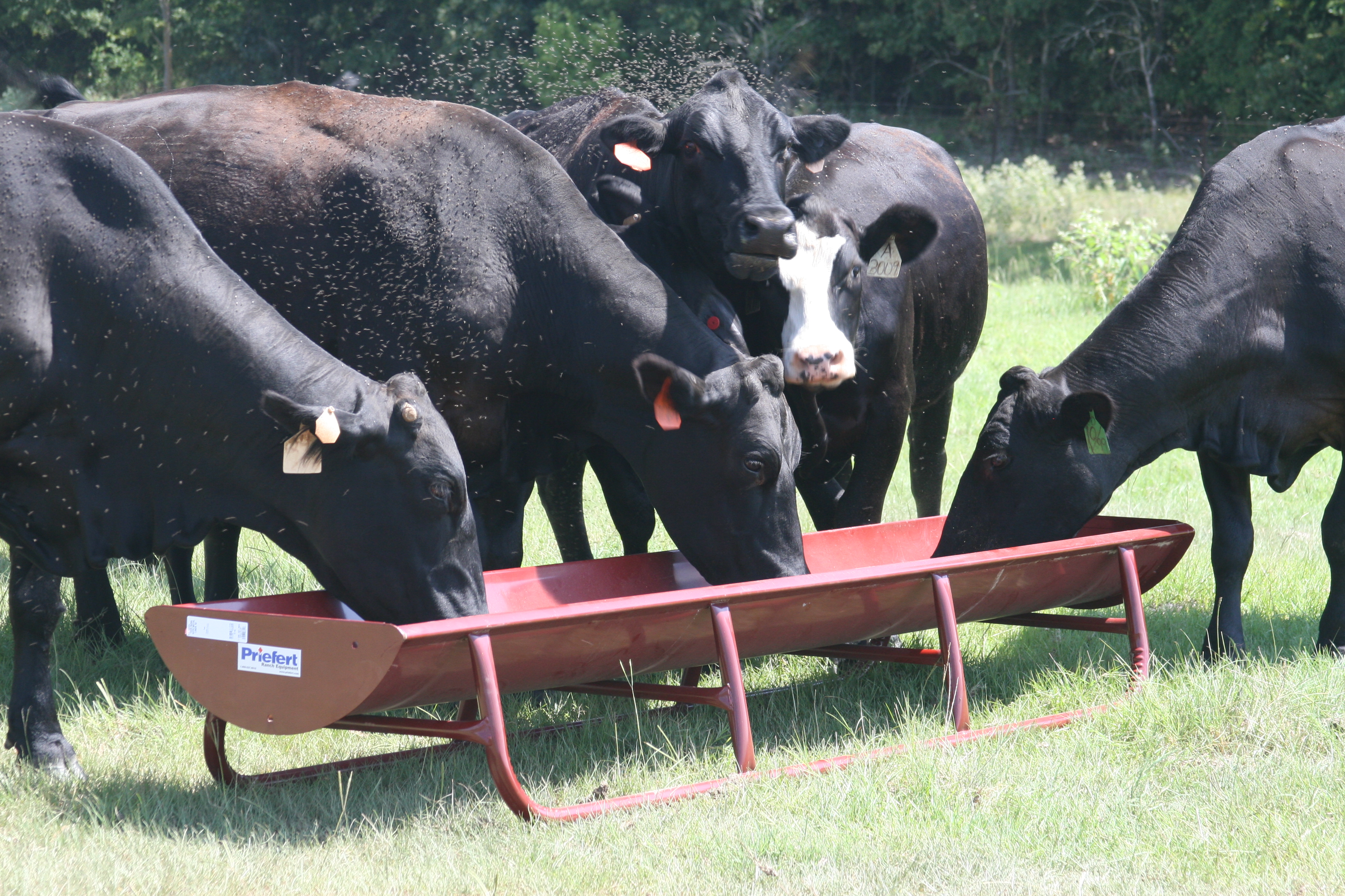 Cattle Feeder FBFWML 03.JPG