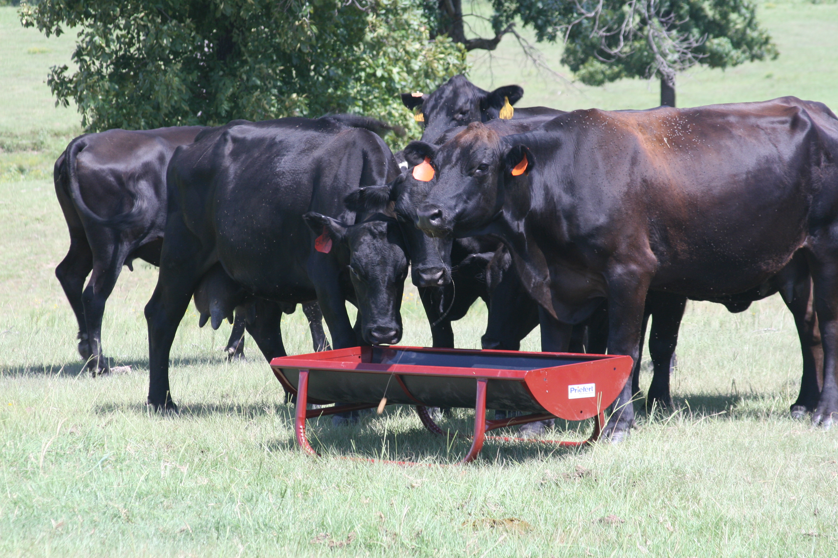Cattle Feeder FBFWSL05 01.JPG