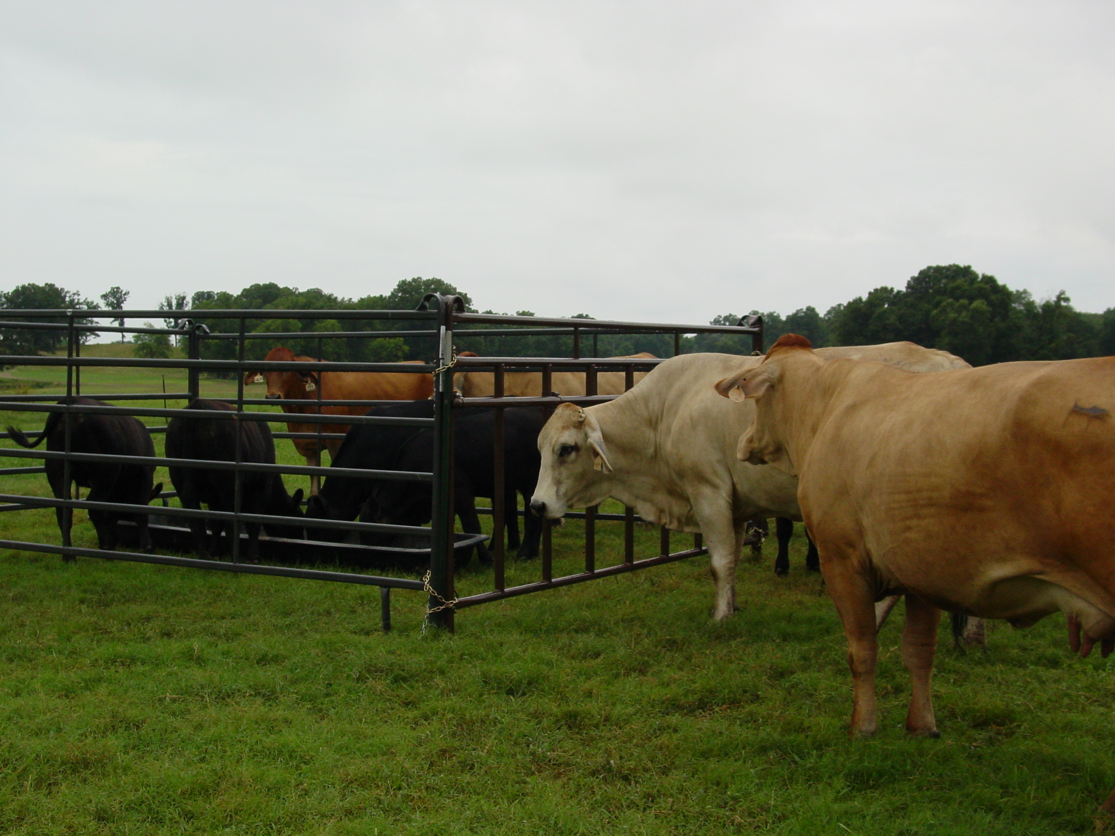 Cattle Feeder PCPP06 01.JPG