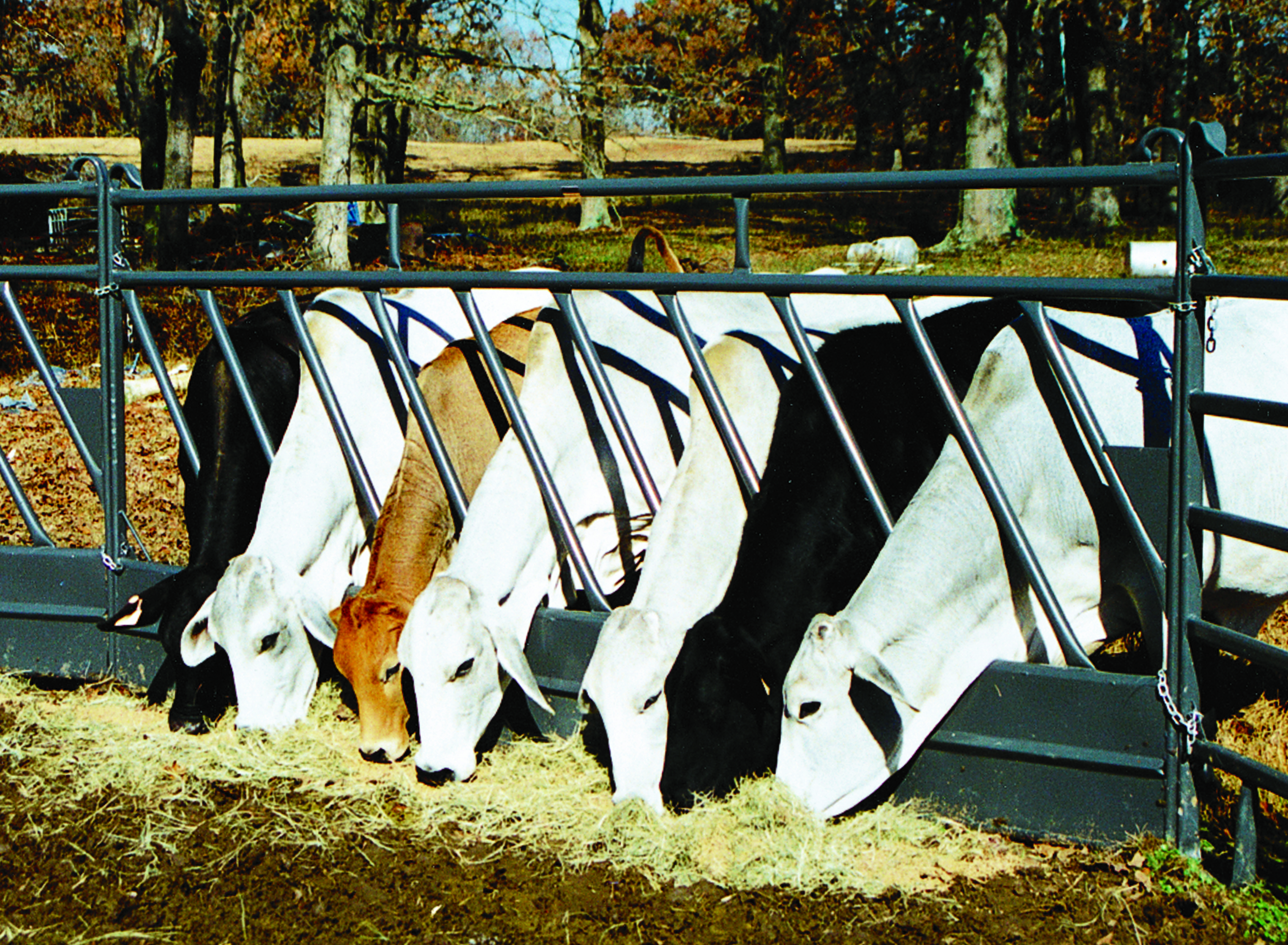 Cattle Feeder PHP12.jpg
