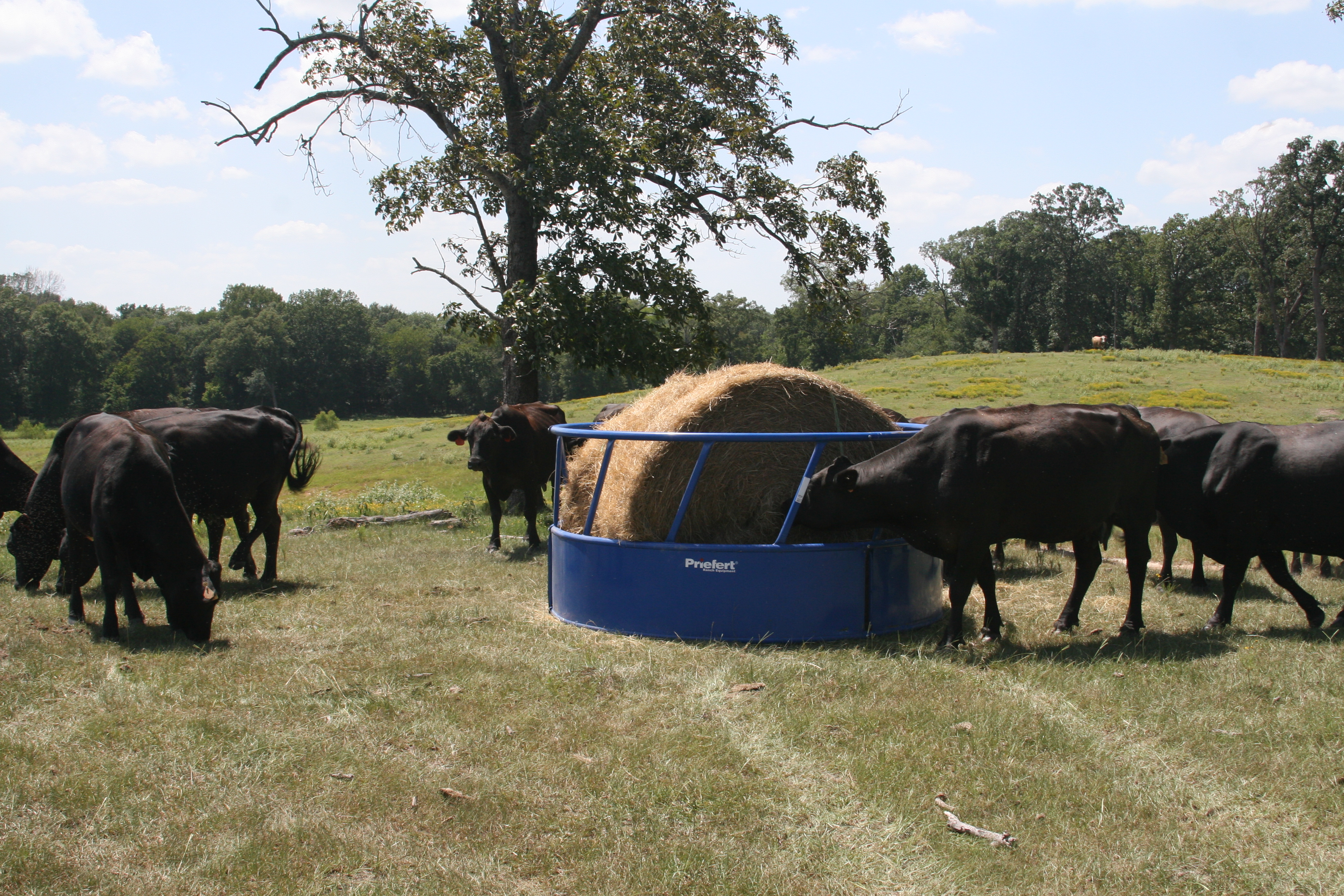 Cattle Feeder RBFSH 01.JPG