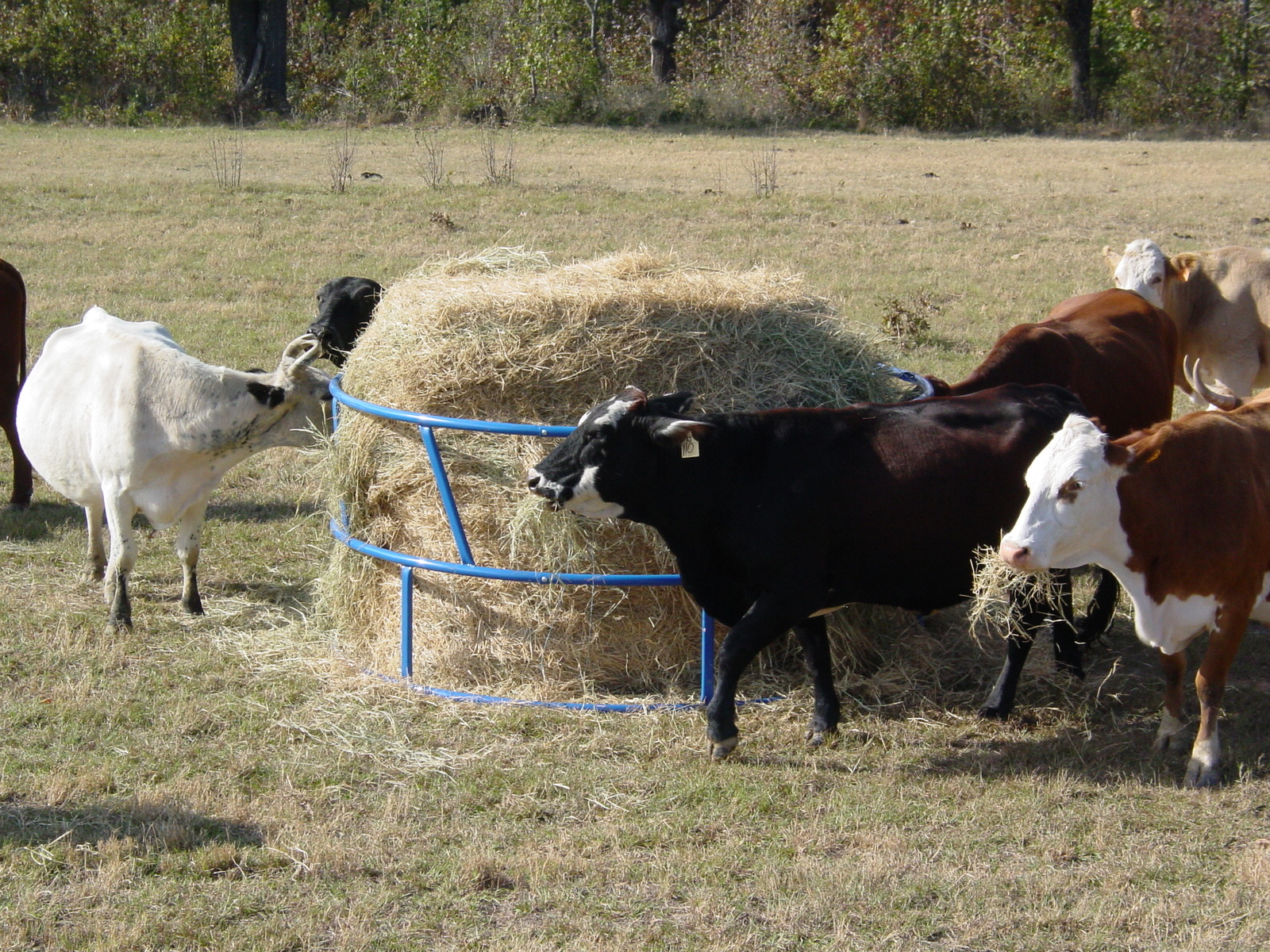 Cattle Feeder RBFU 01.JPG