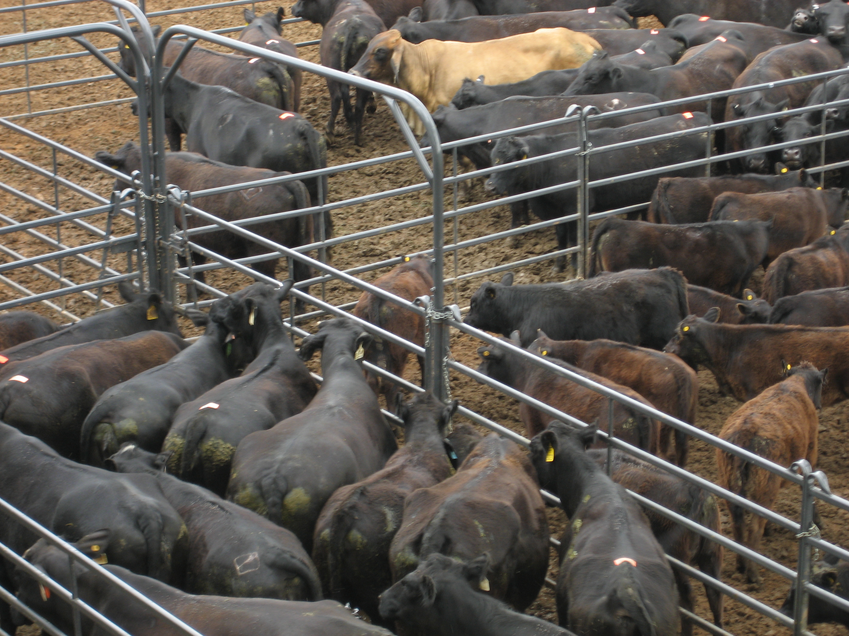 Premier Panel PP10 05.jpg