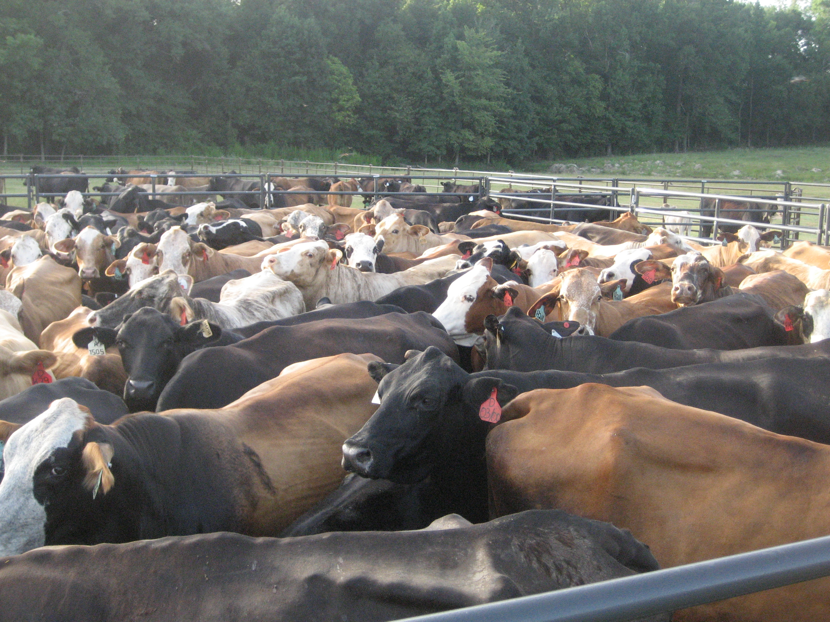 Rough Stock RSP 02.jpg