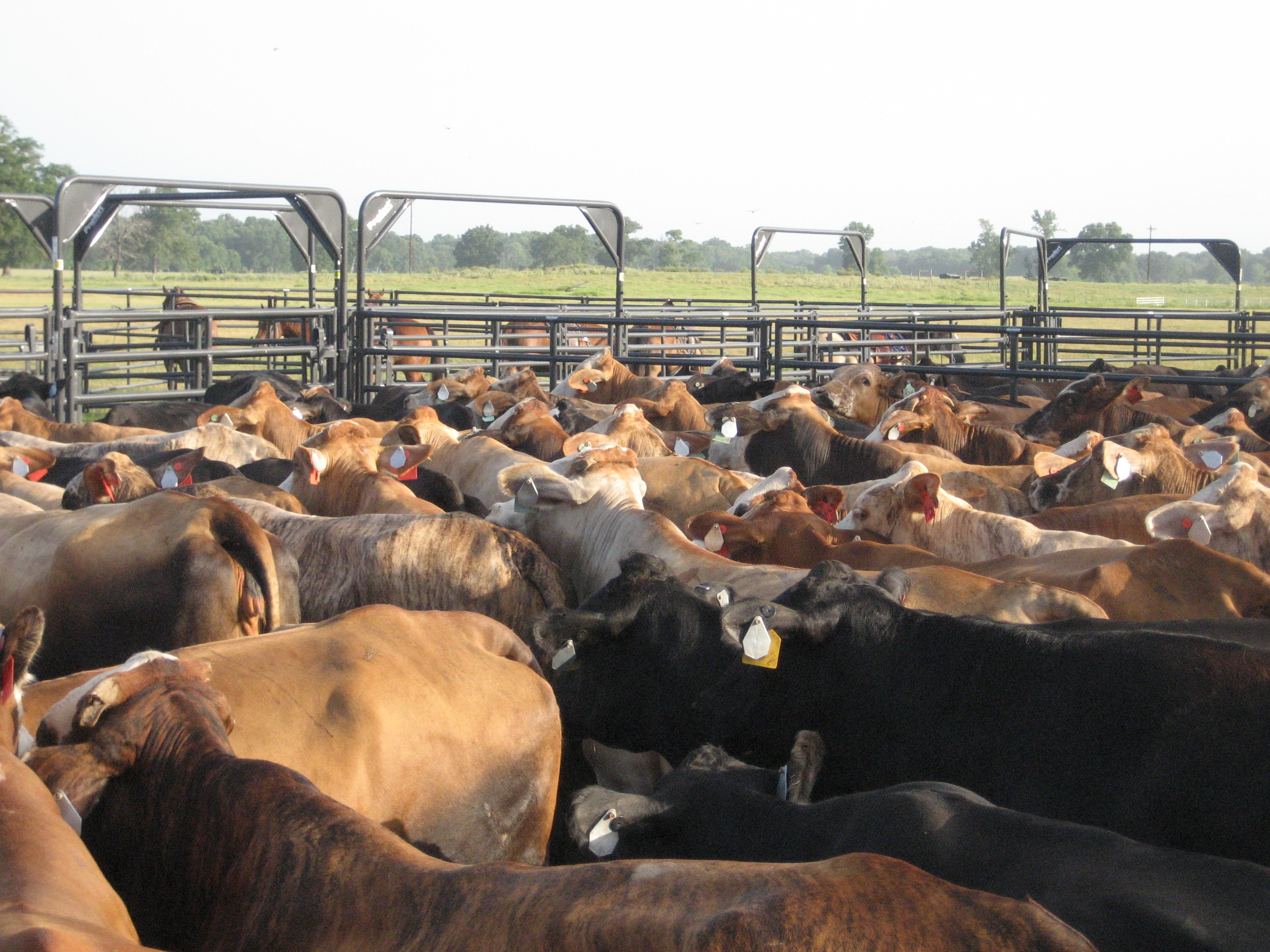 Rough Stock RSP 03.jpg