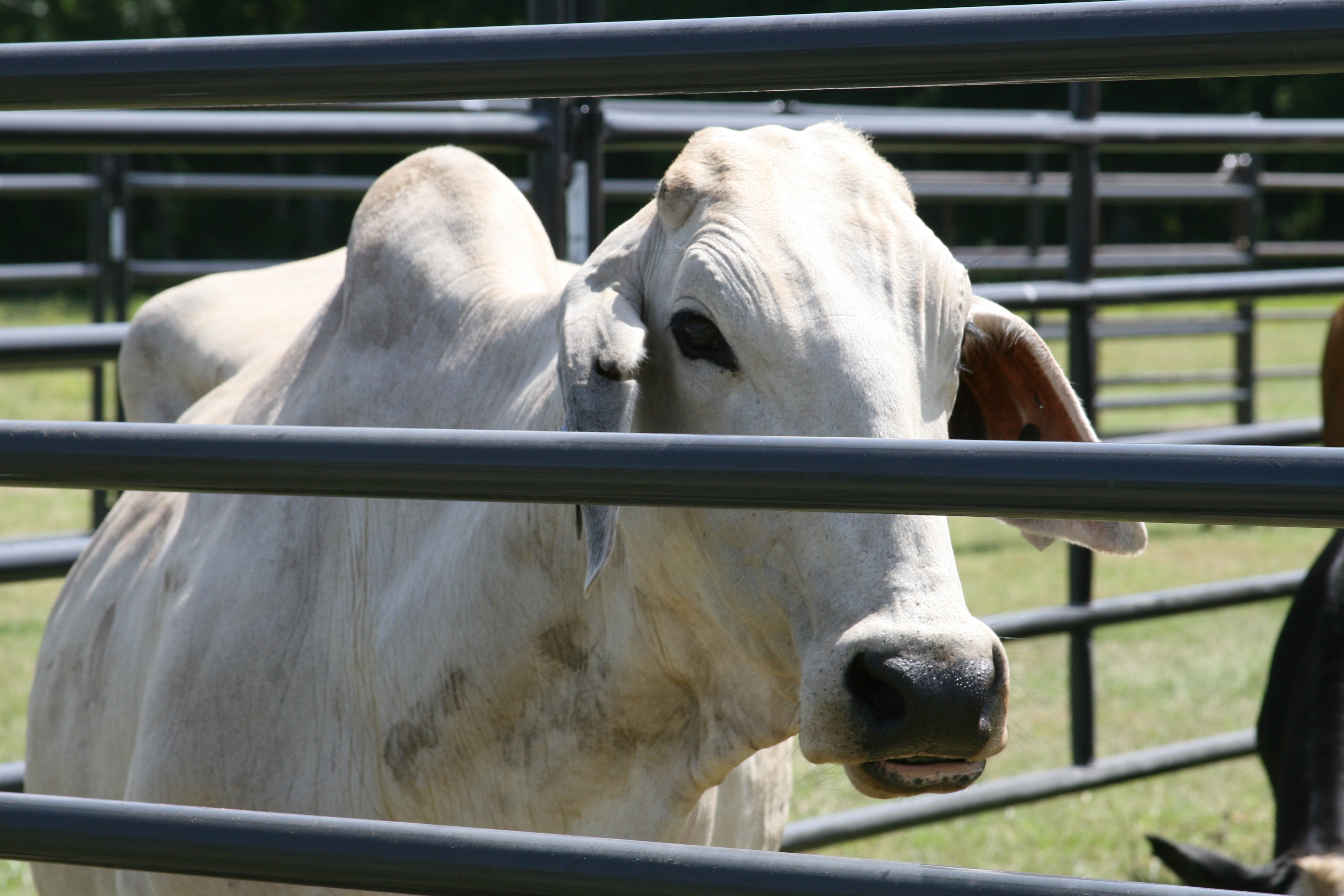 Rough Stock RSP 06.JPG