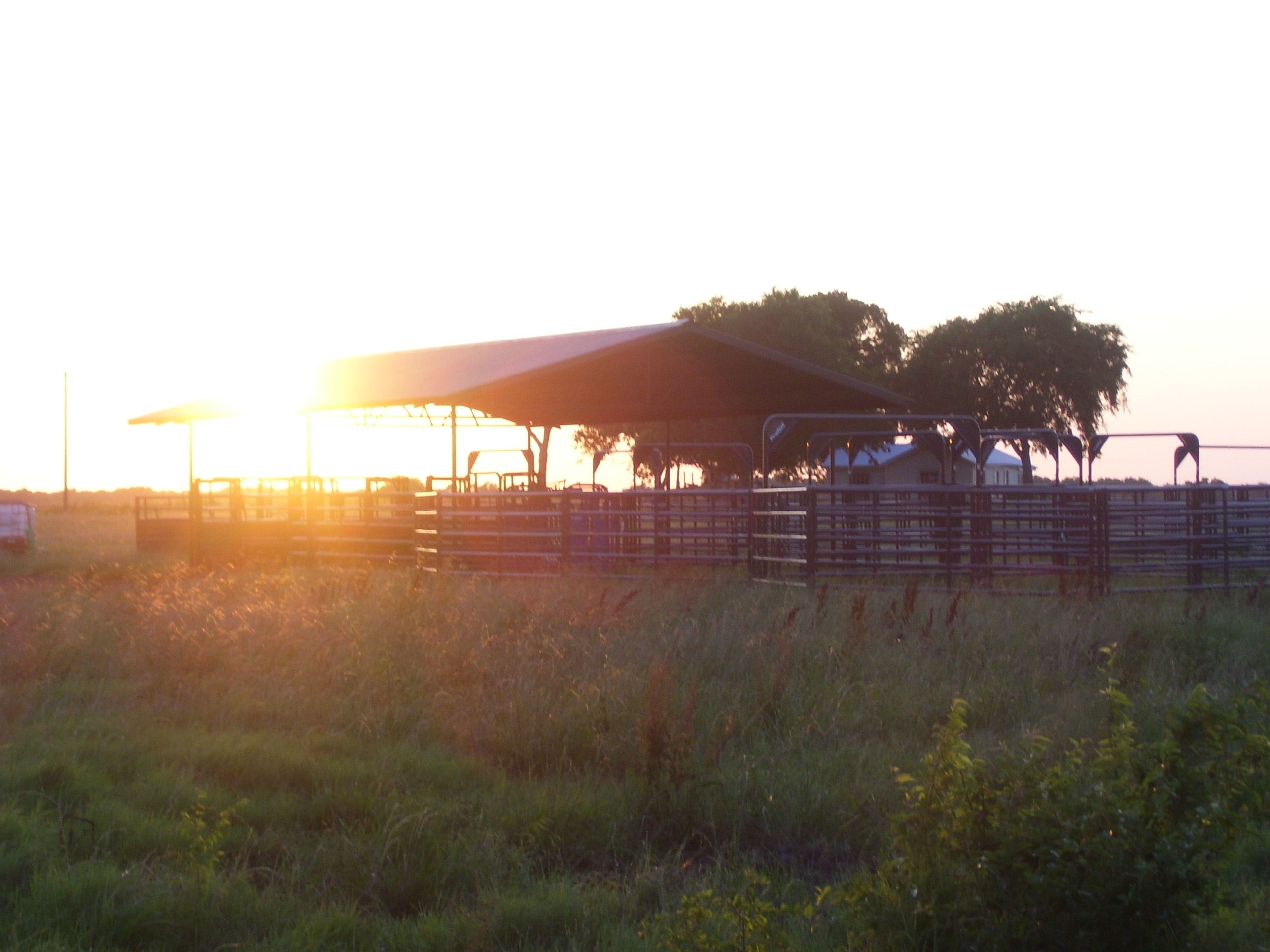 Rough Stock Corral 05 Womack.jpg