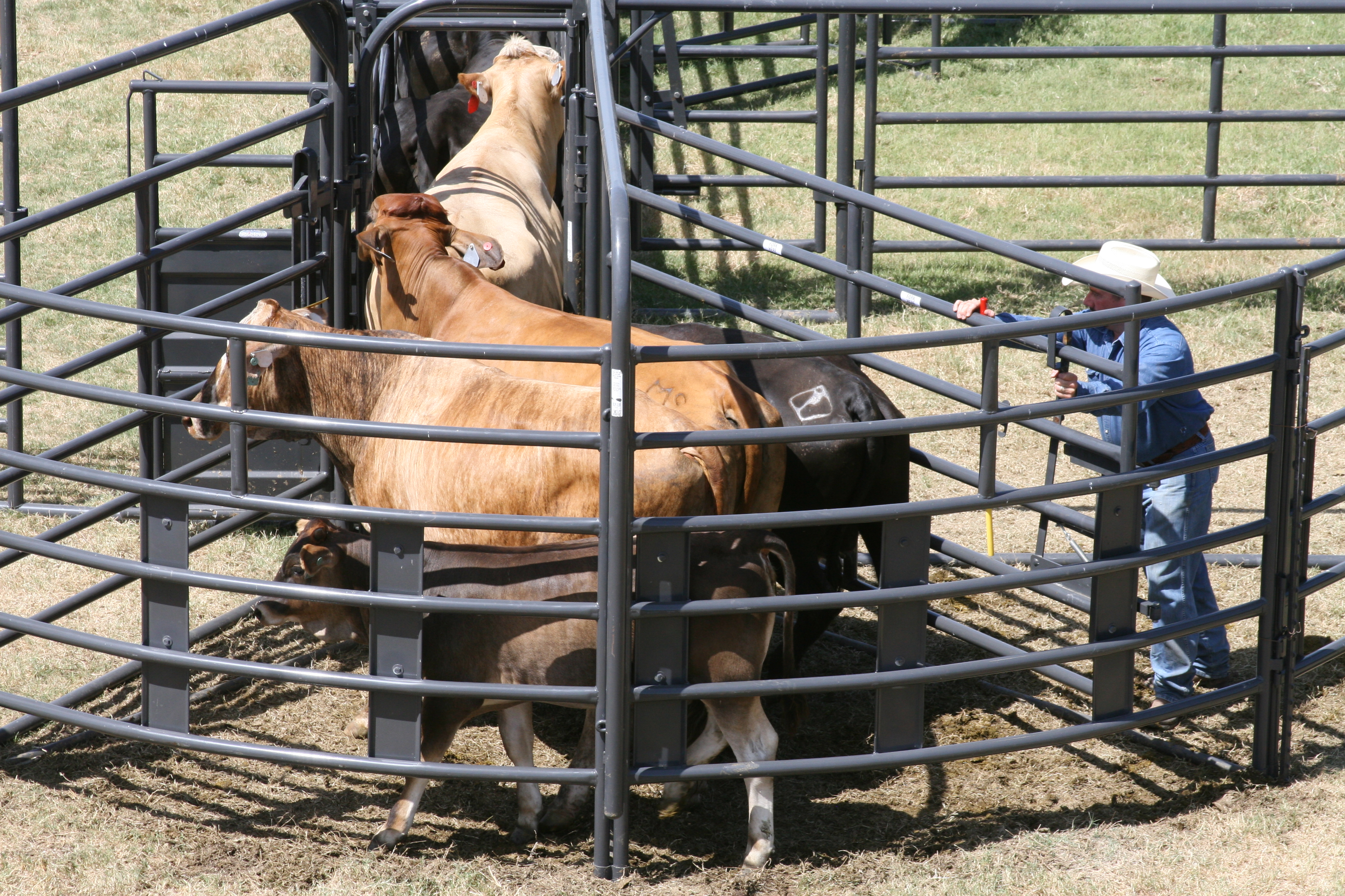 Rough Stock Sweep RSOS 12 03.JPG