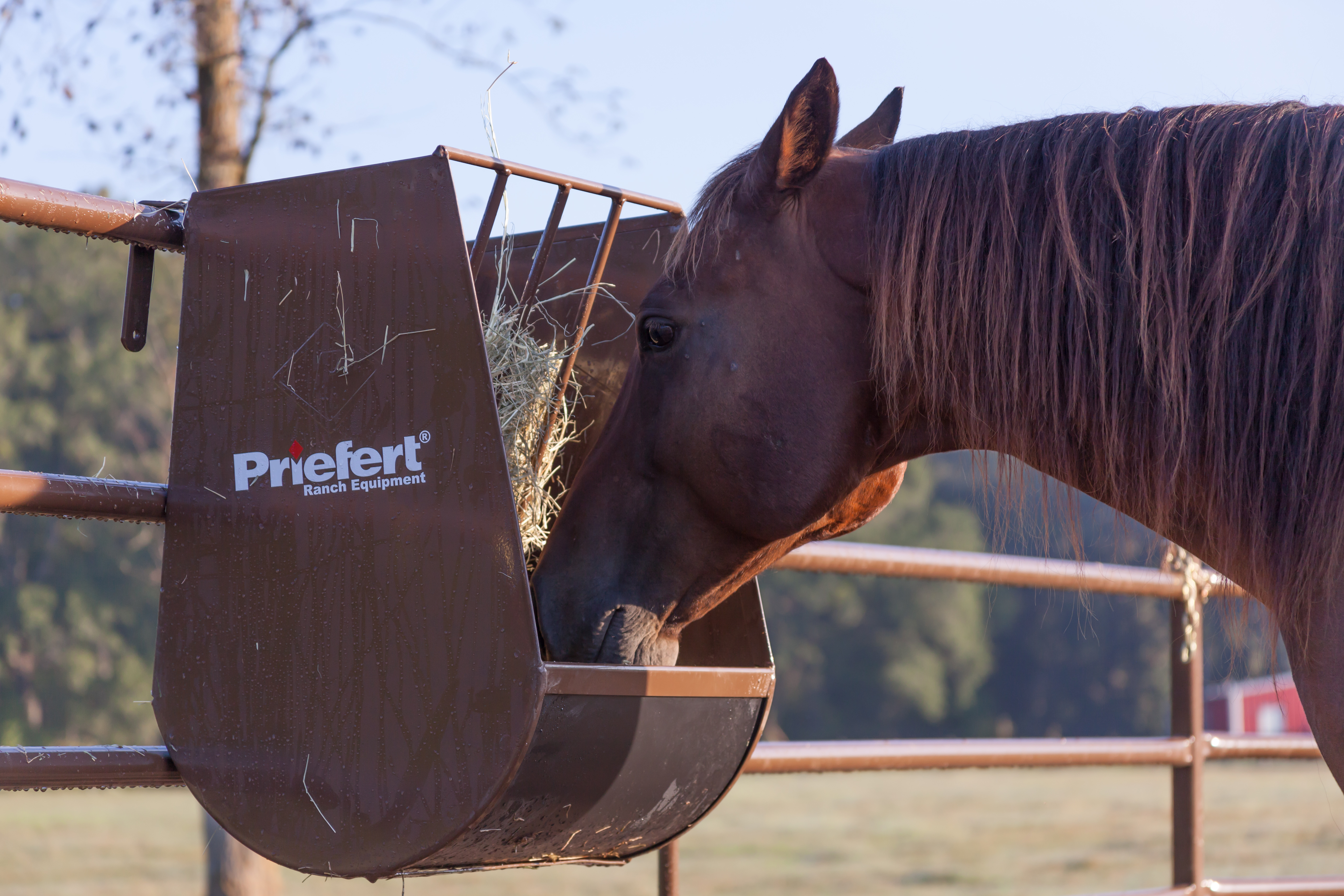 Horse Guy Mclean HGF03.jpg