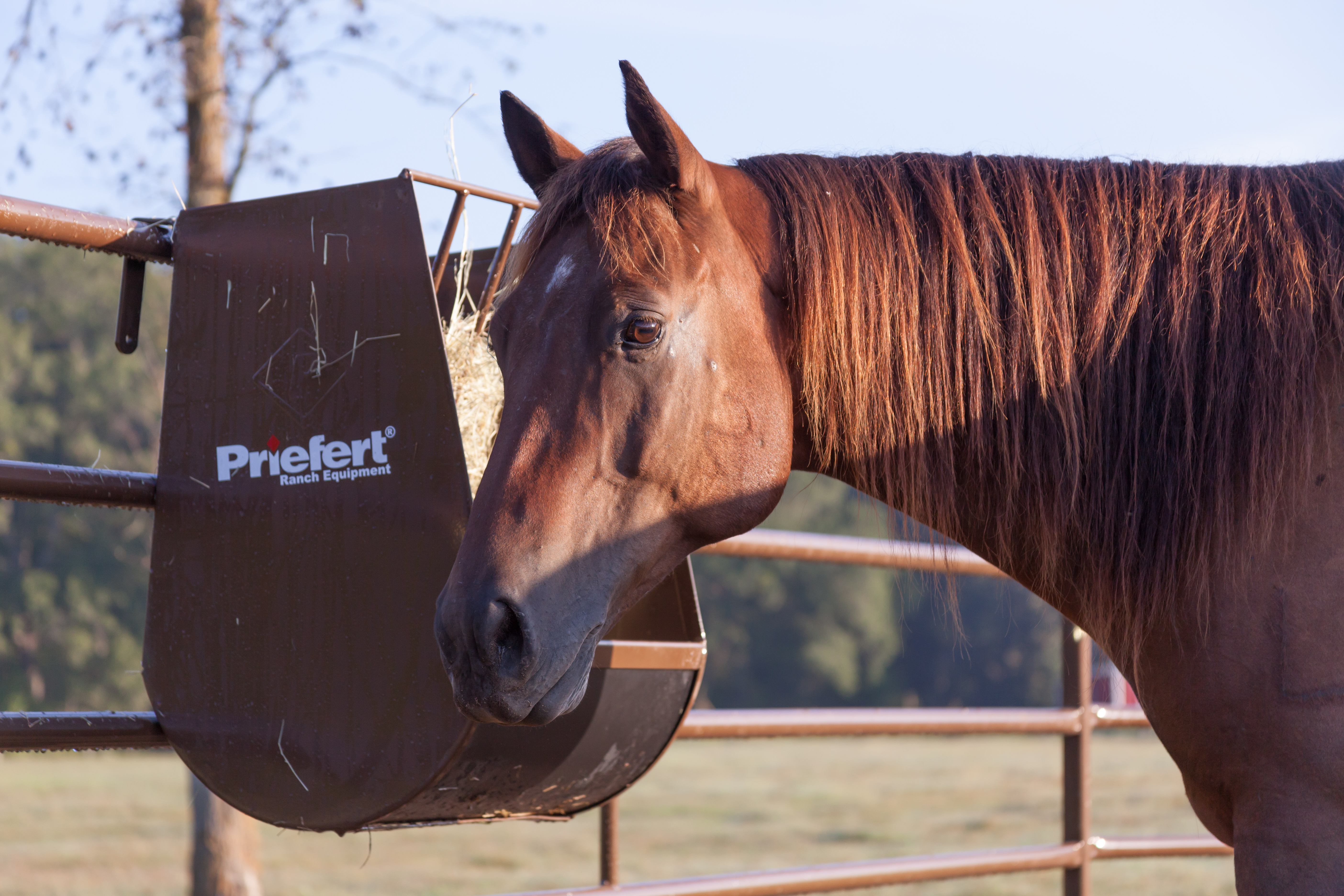 Horse Guy Mclean HGF04.jpg