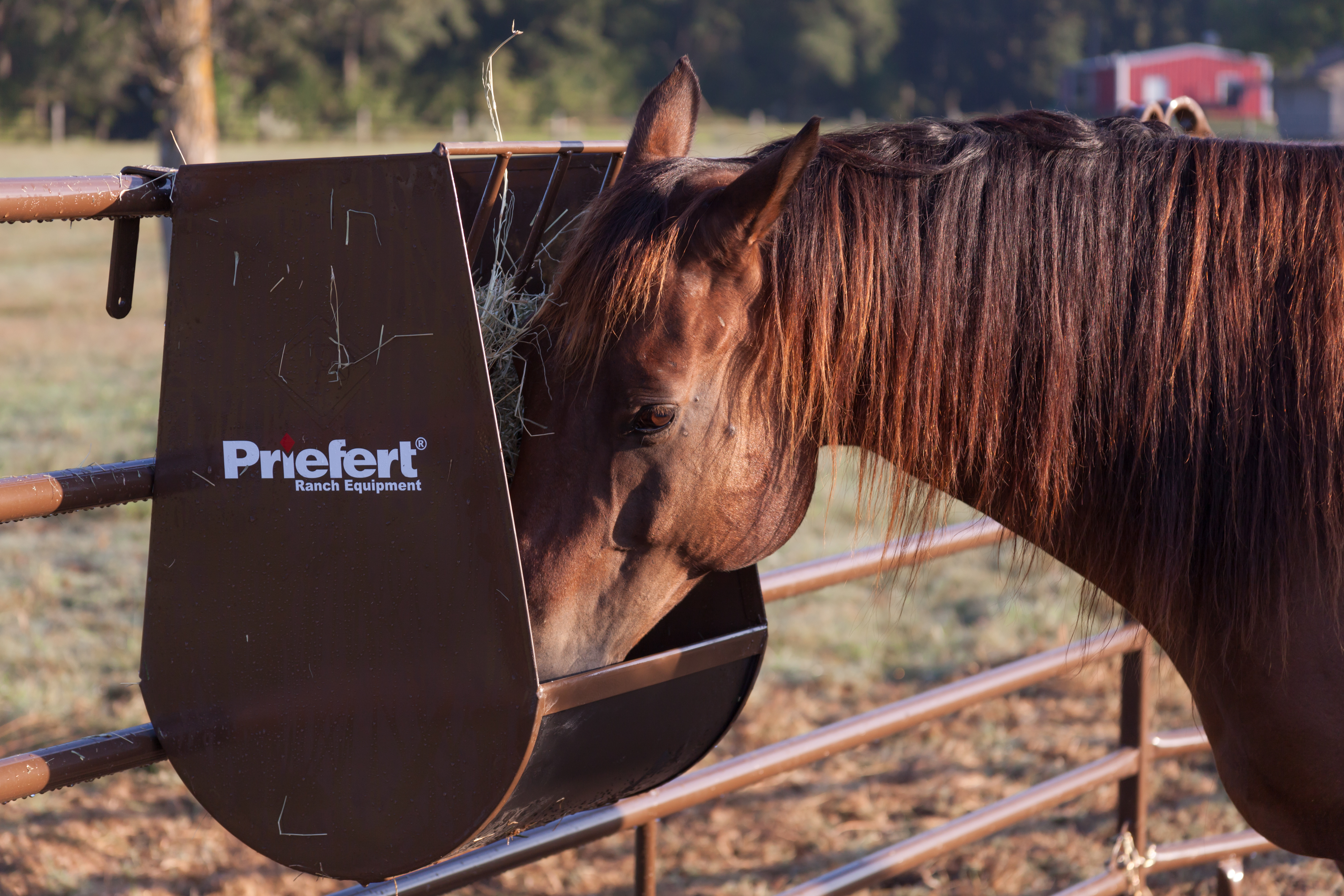 Horse Guy Mclean HGF08.jpg