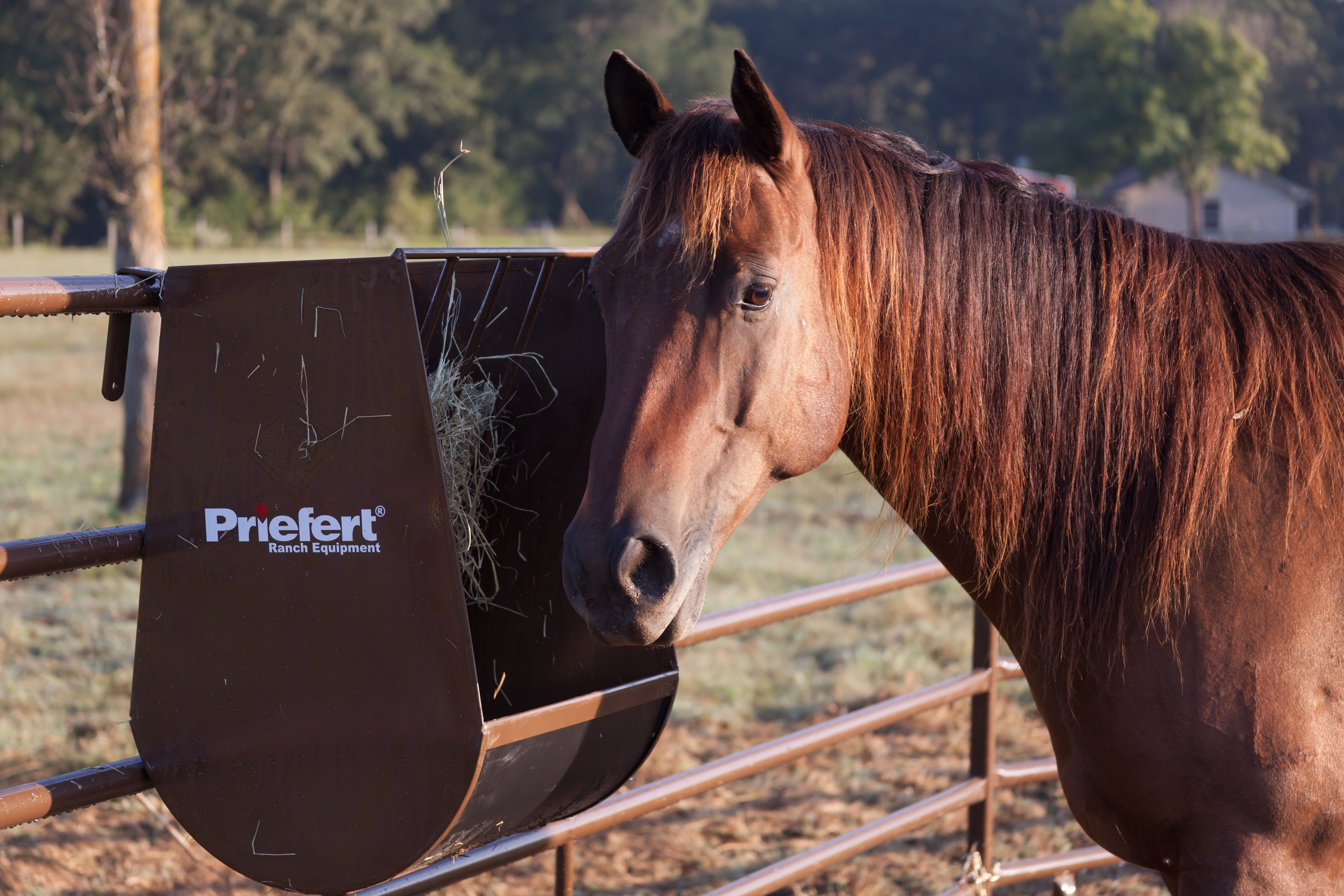 Horse Guy Mclean HGF09.jpg