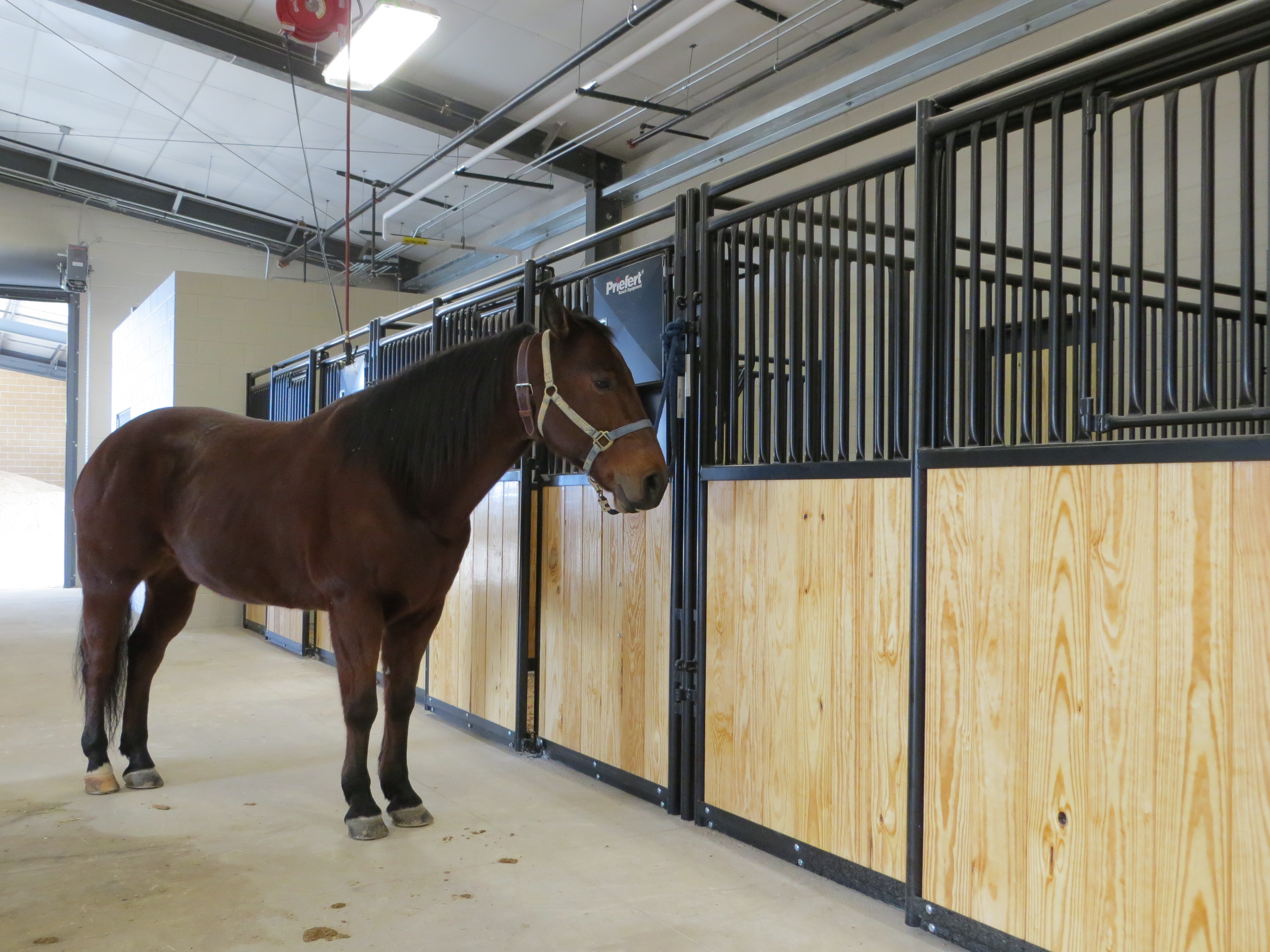 Mounted Patrol 01.JPG