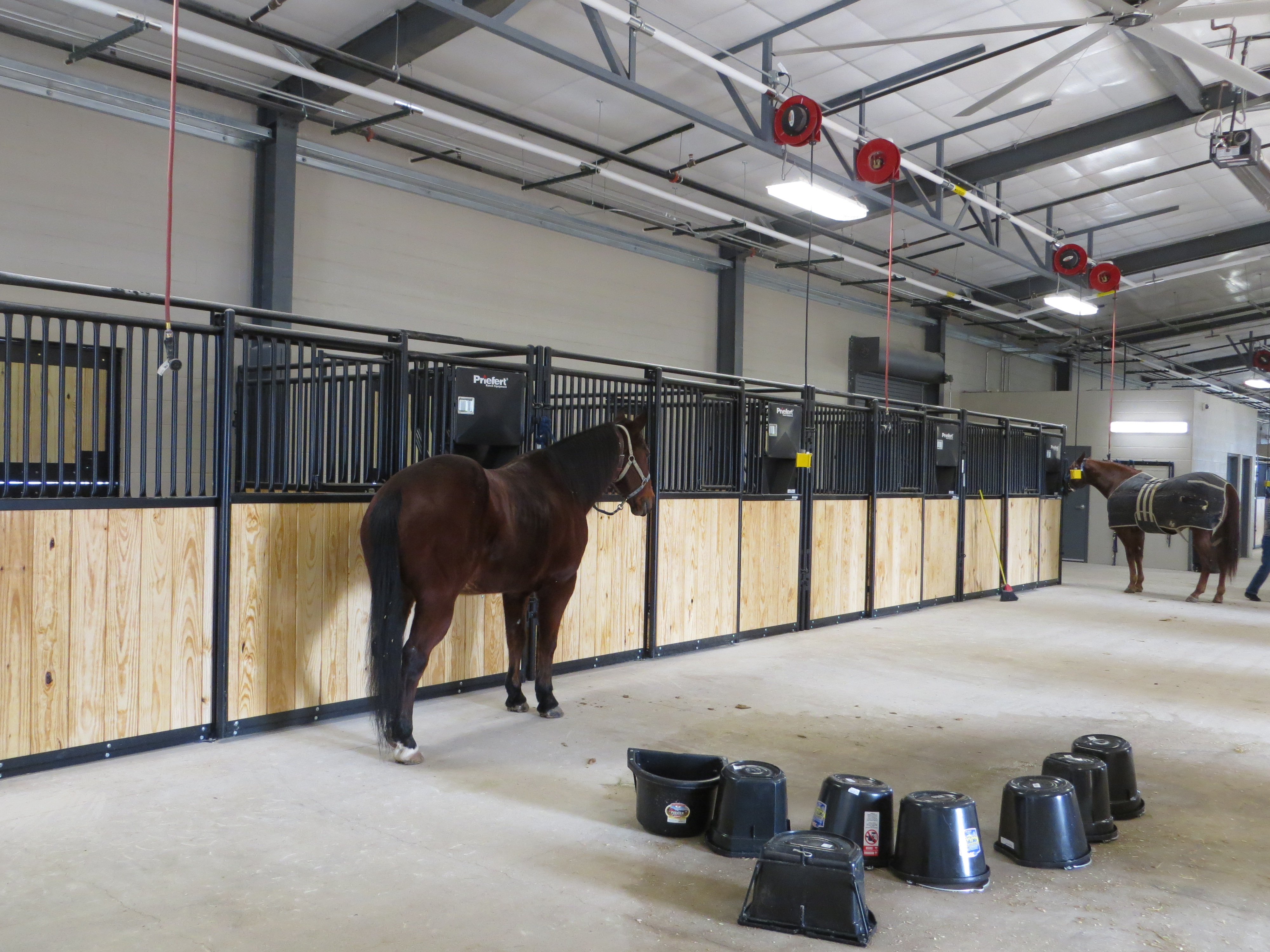 Mounted Patrol 03.JPG