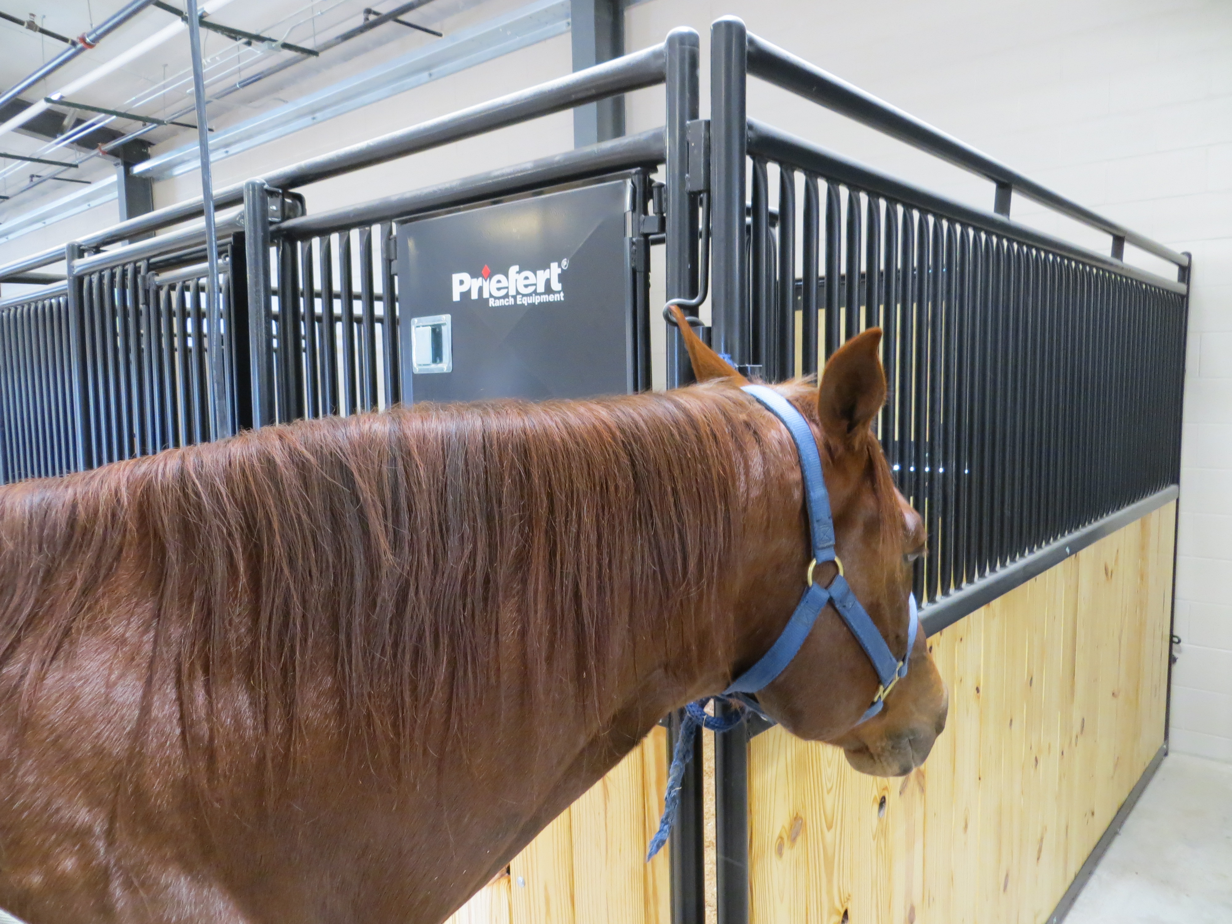 Mounted Patrol 12.JPG