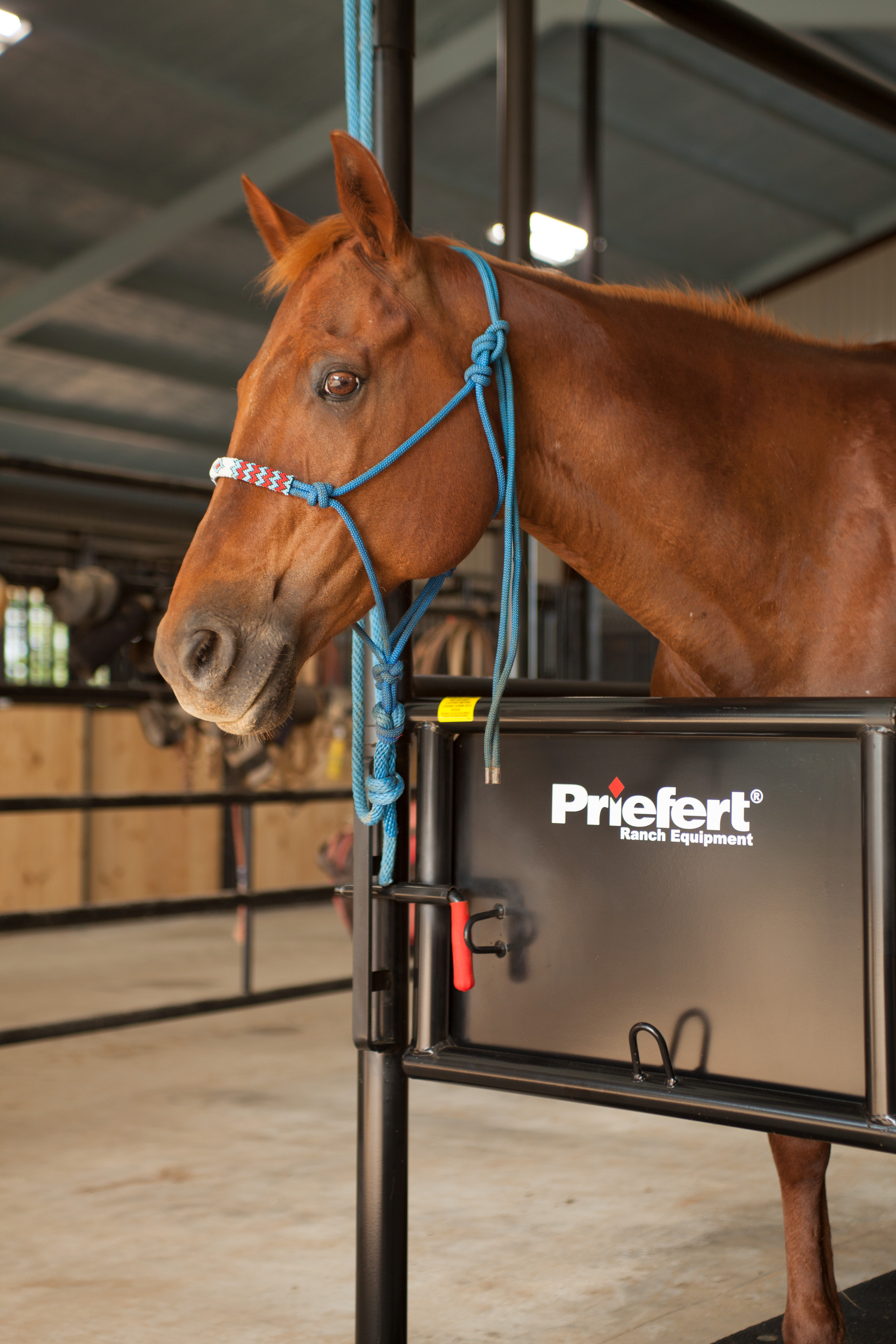 HS HorseStock Bynum 12.jpg