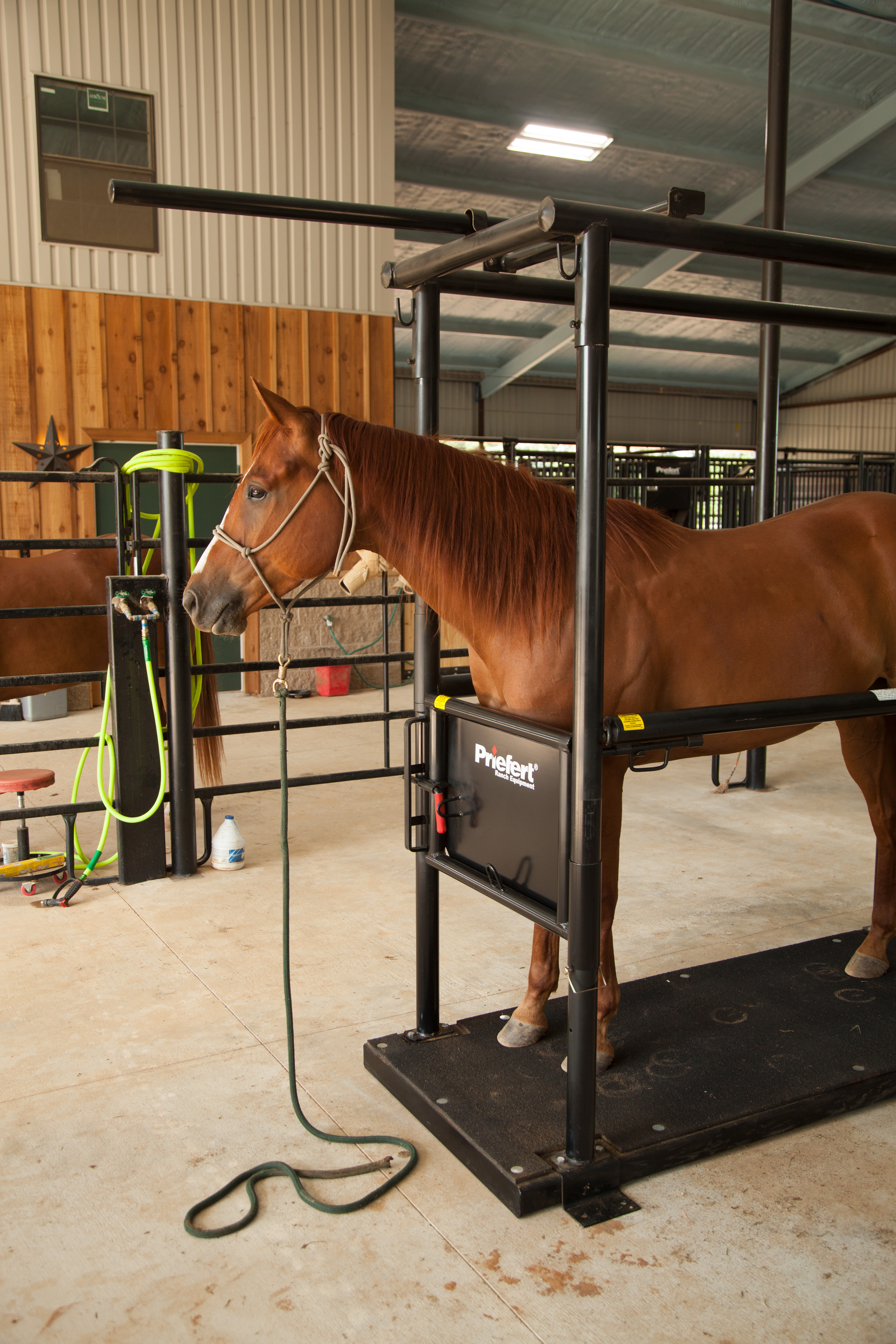 HS HorseStock Bynum 20.jpg