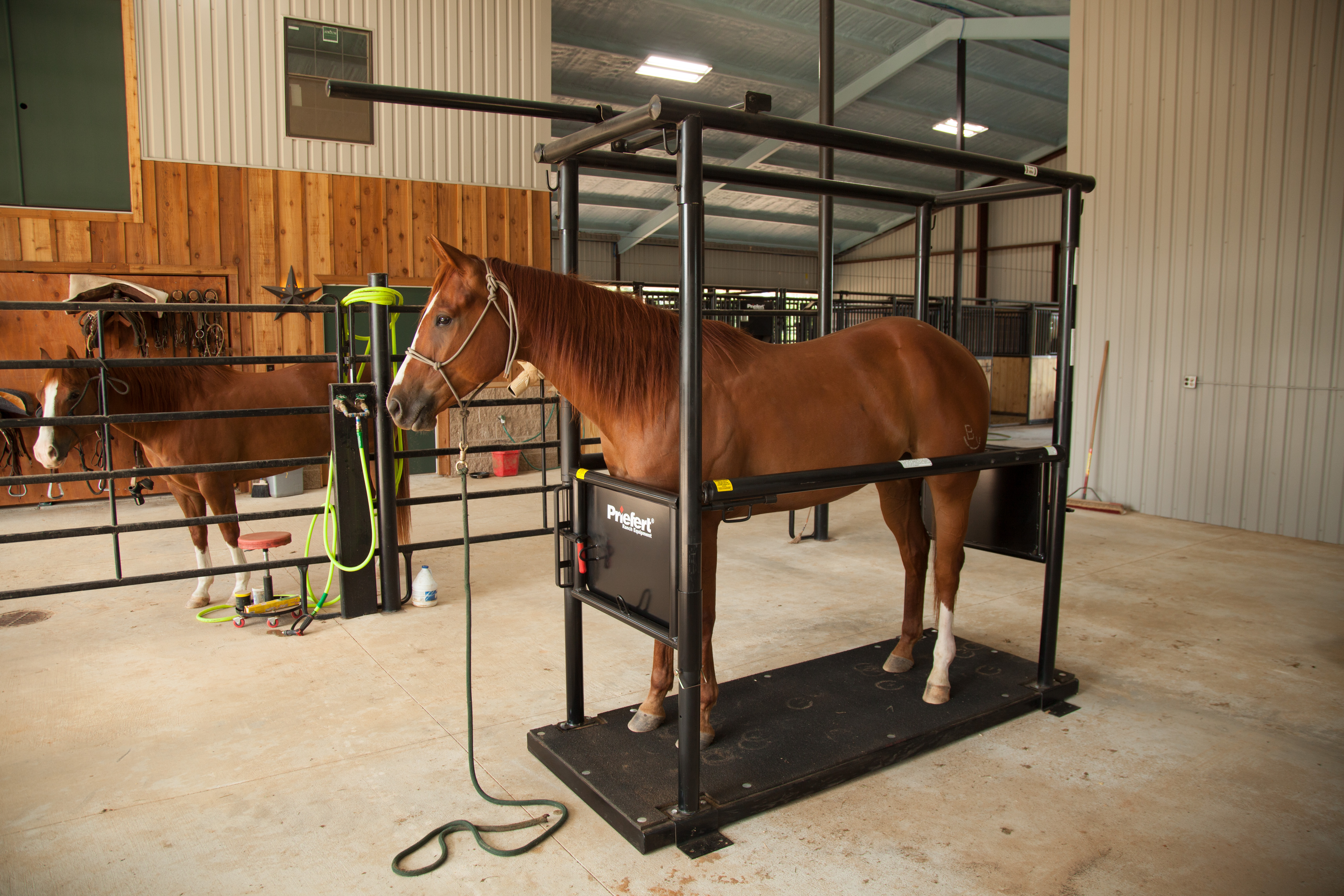 HS HorseStock Bynum 21.jpg