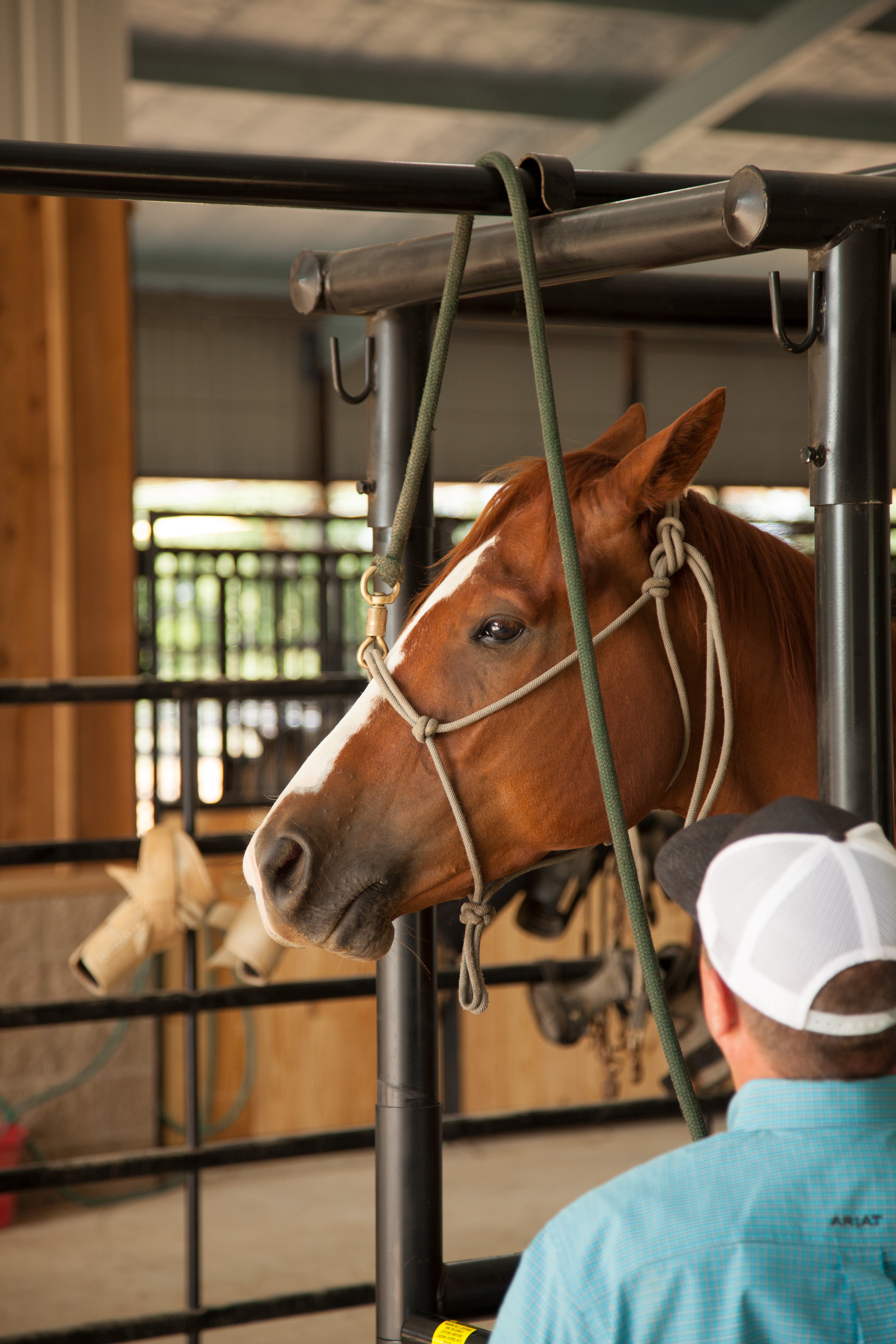 HS HorseStock Bynum 25.jpg