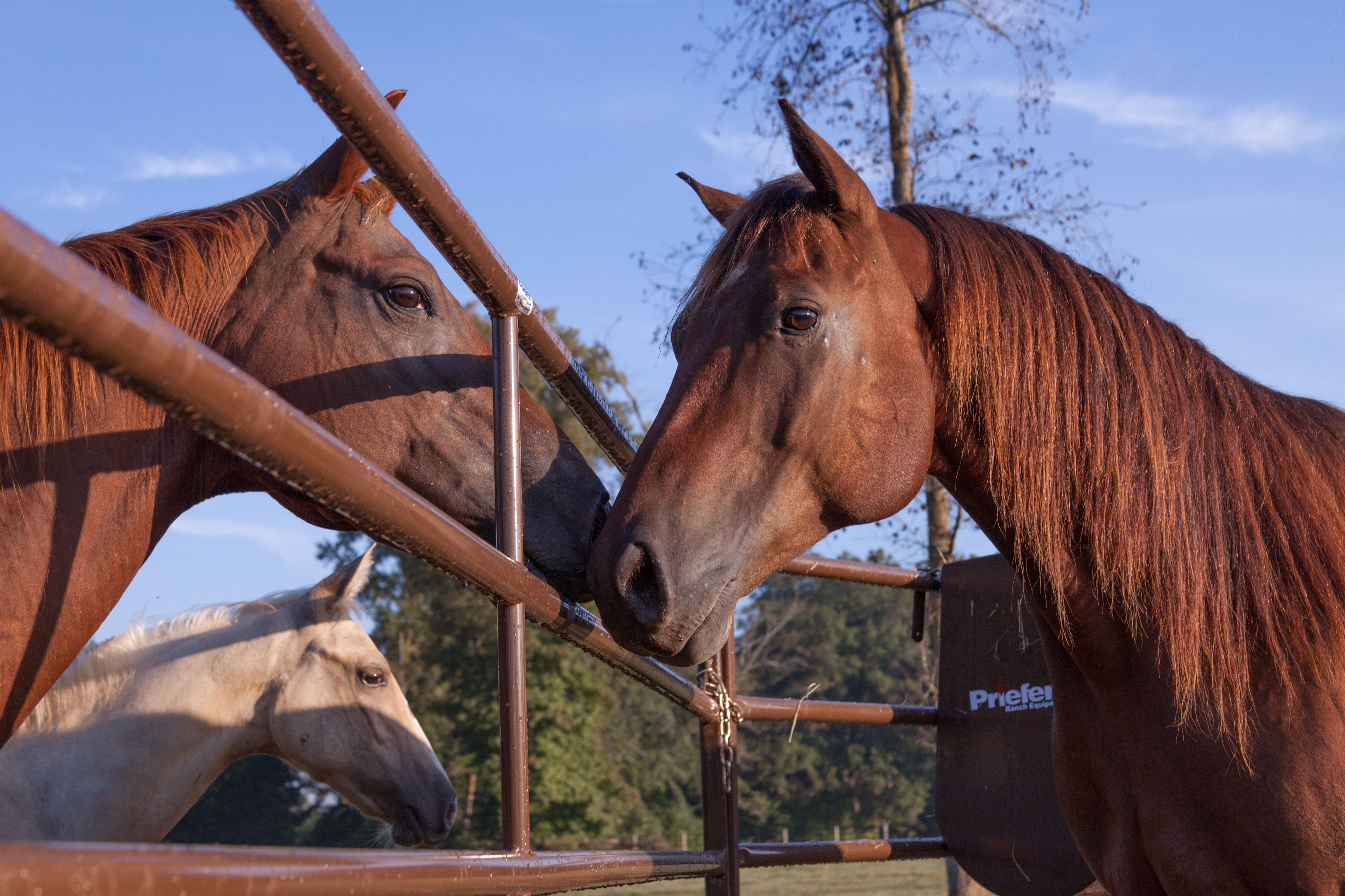 Horse Guy Mclean HGF07.jpg