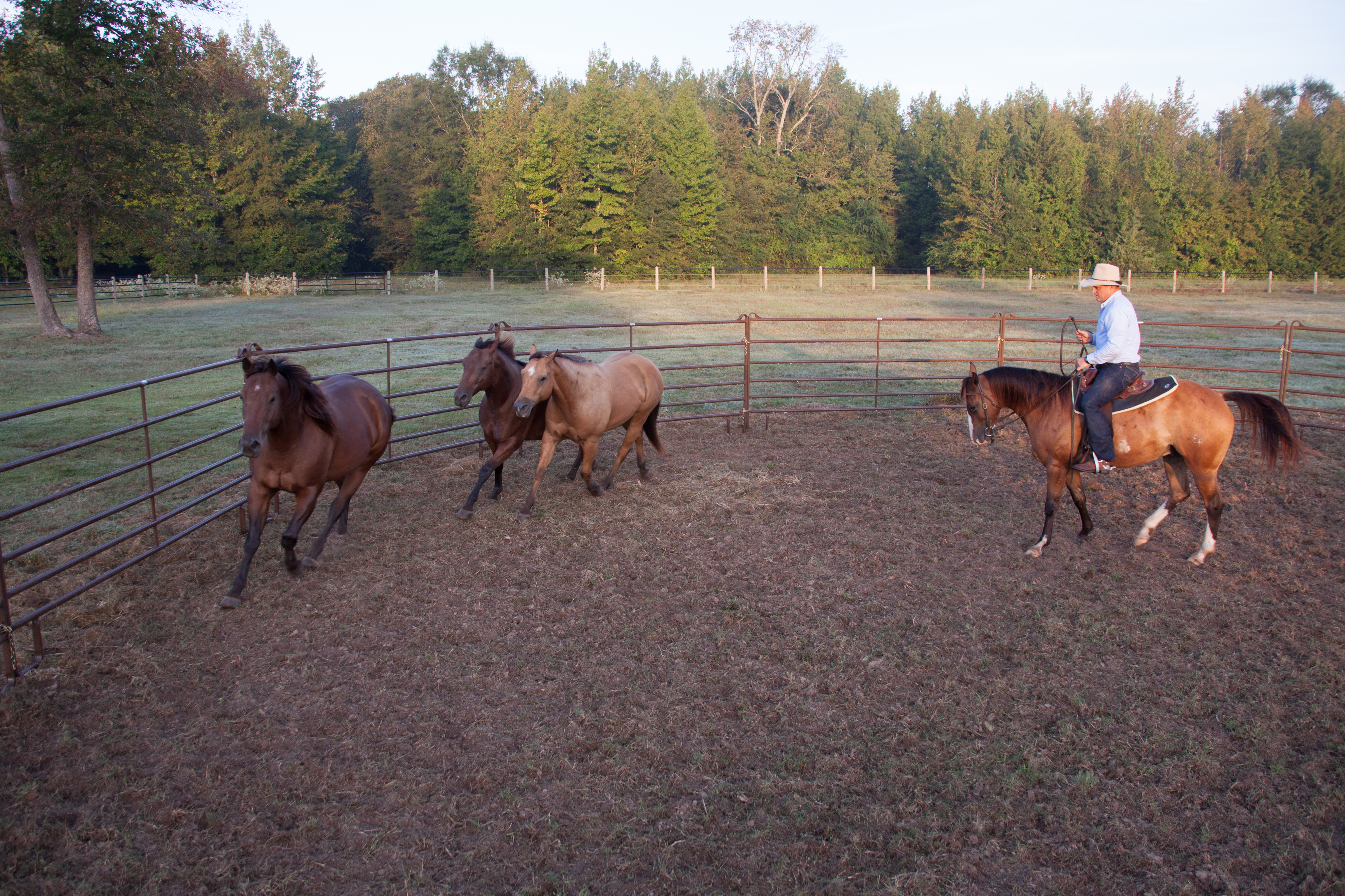 Horse Guy Mclean UP4001.jpg