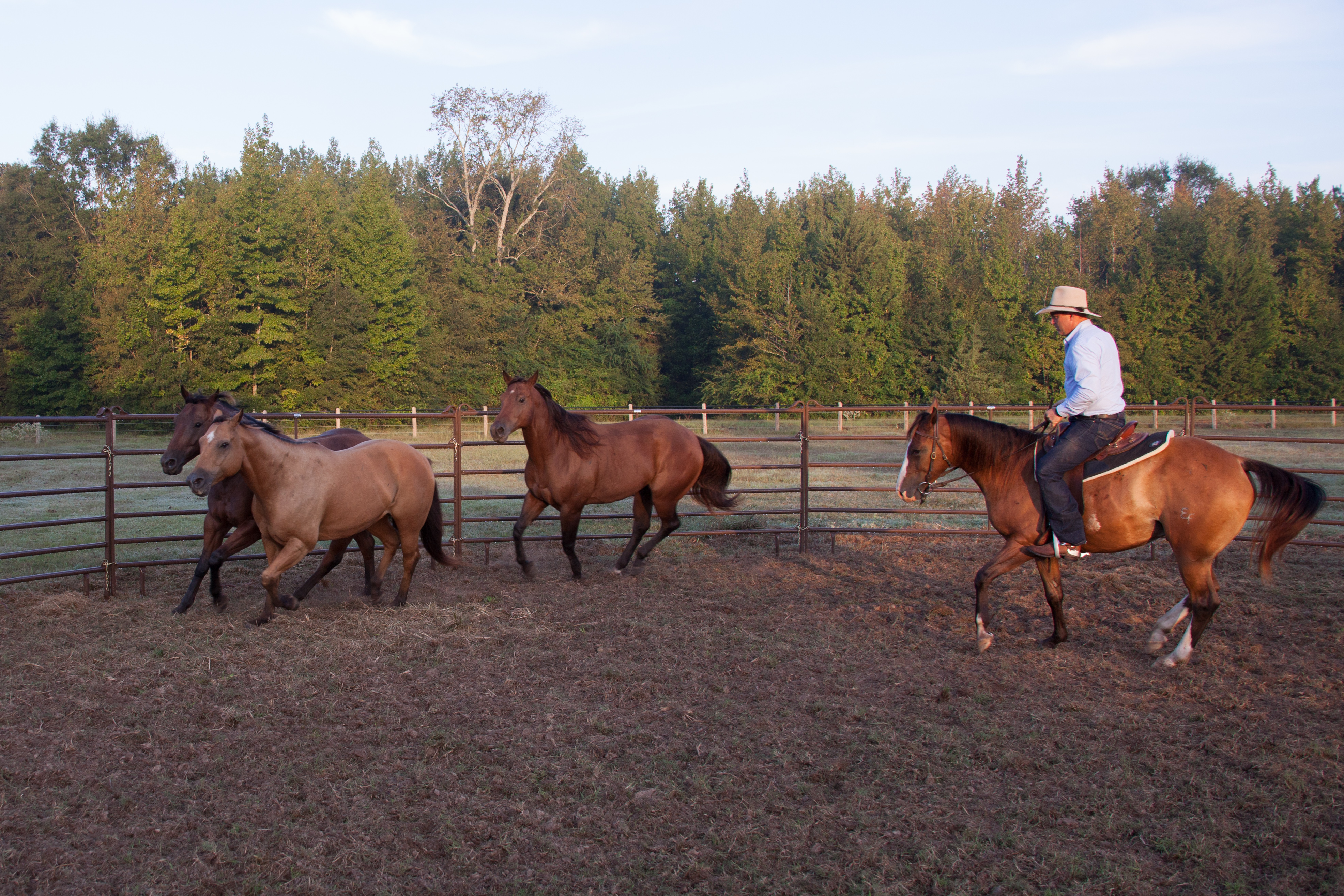 Horse Guy Mclean UP4002.jpg