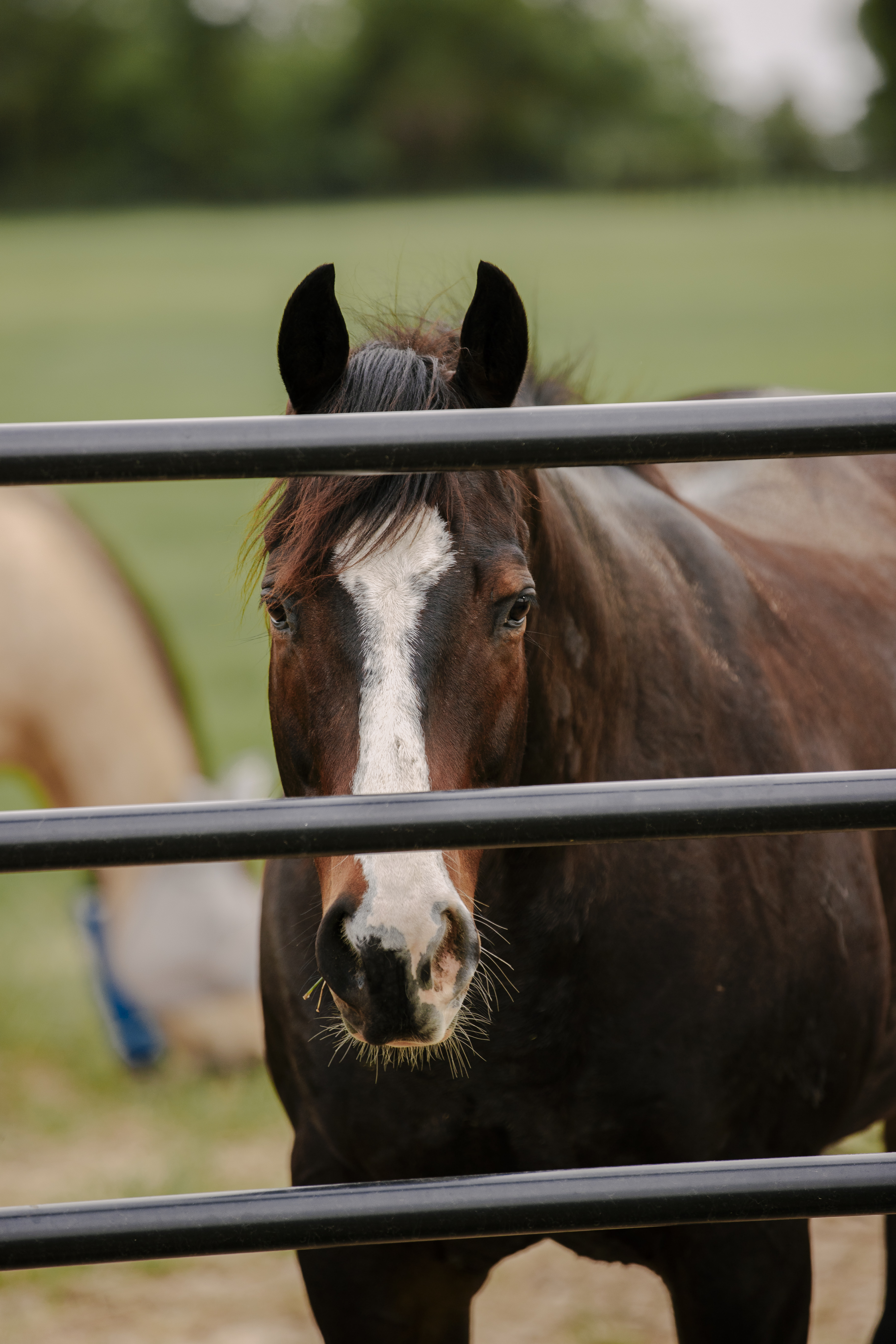 Priefert Estate Fence (13).jpg