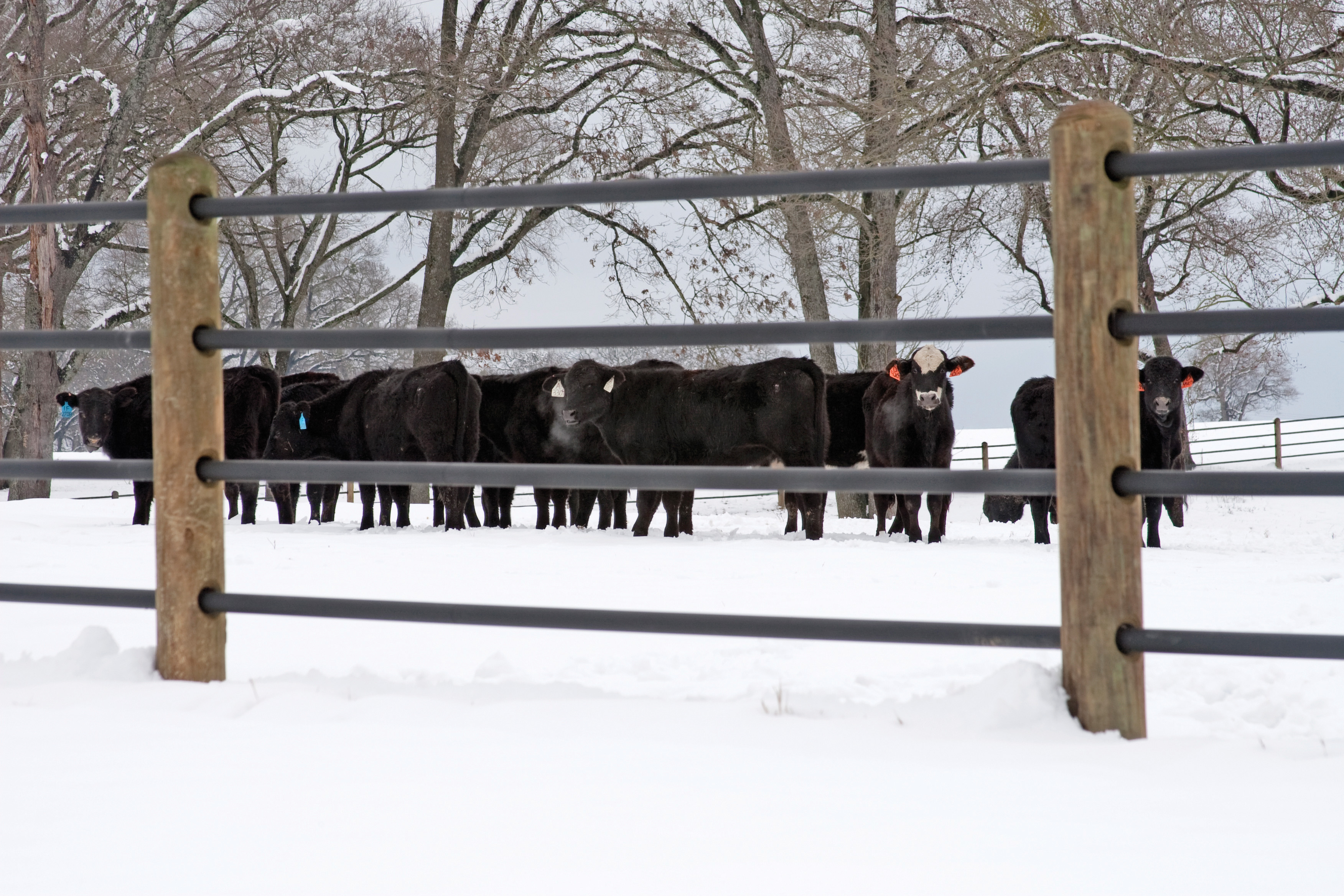 Ponderosa 4 Rail 010.jpg