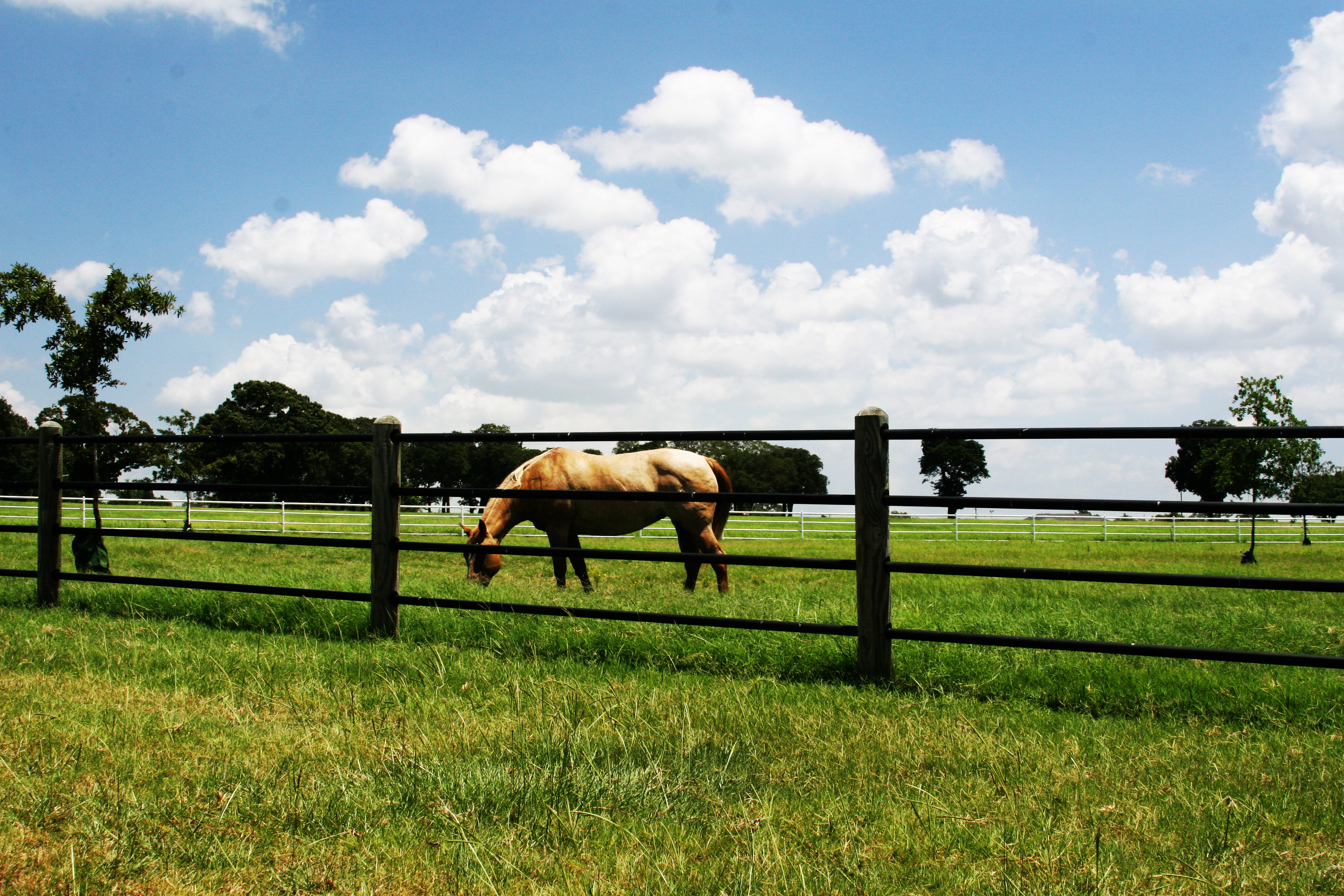 Ponderosa 4 Rail 105.jpg