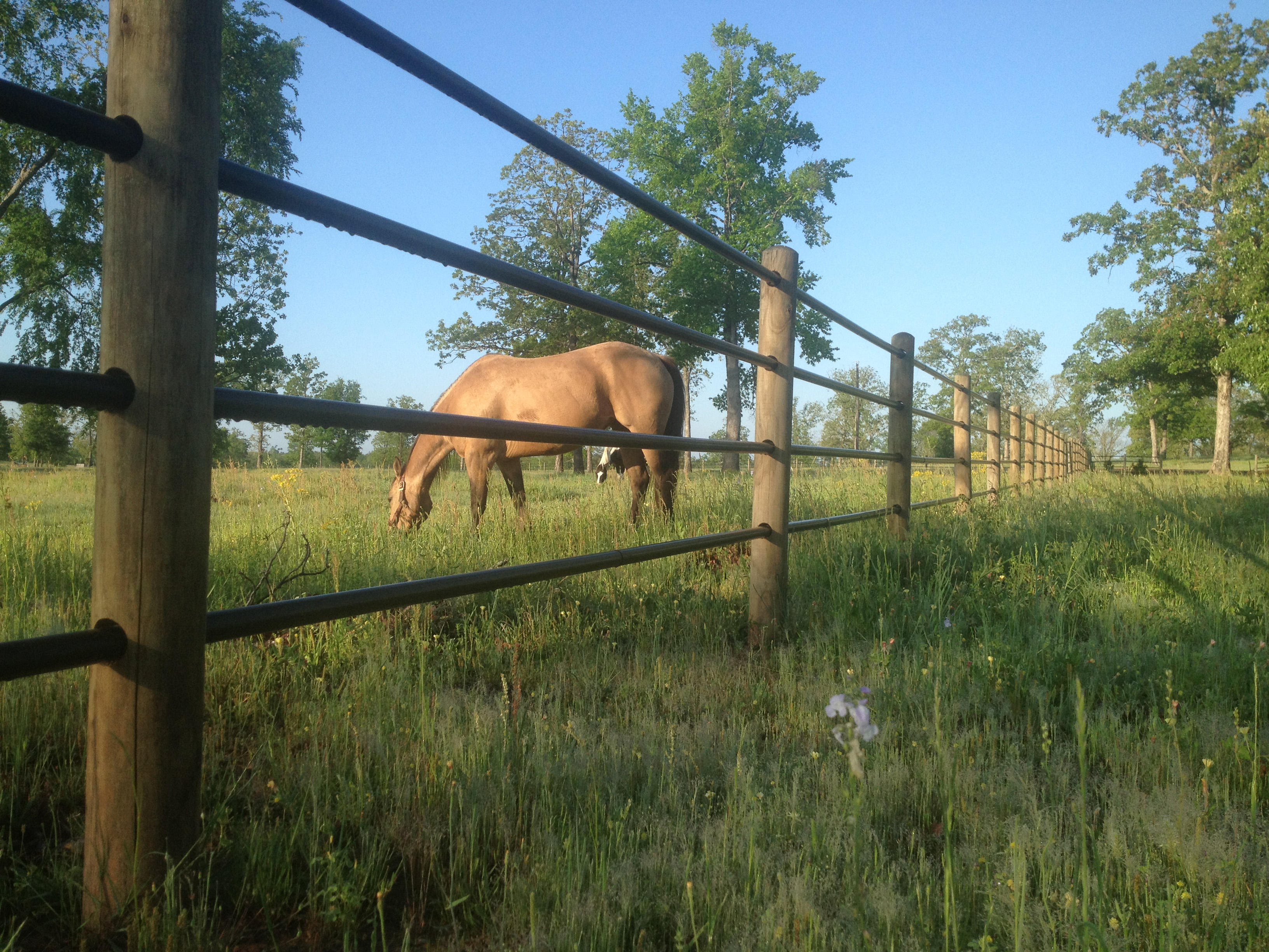 Ponderosa Jeff 07.jpg