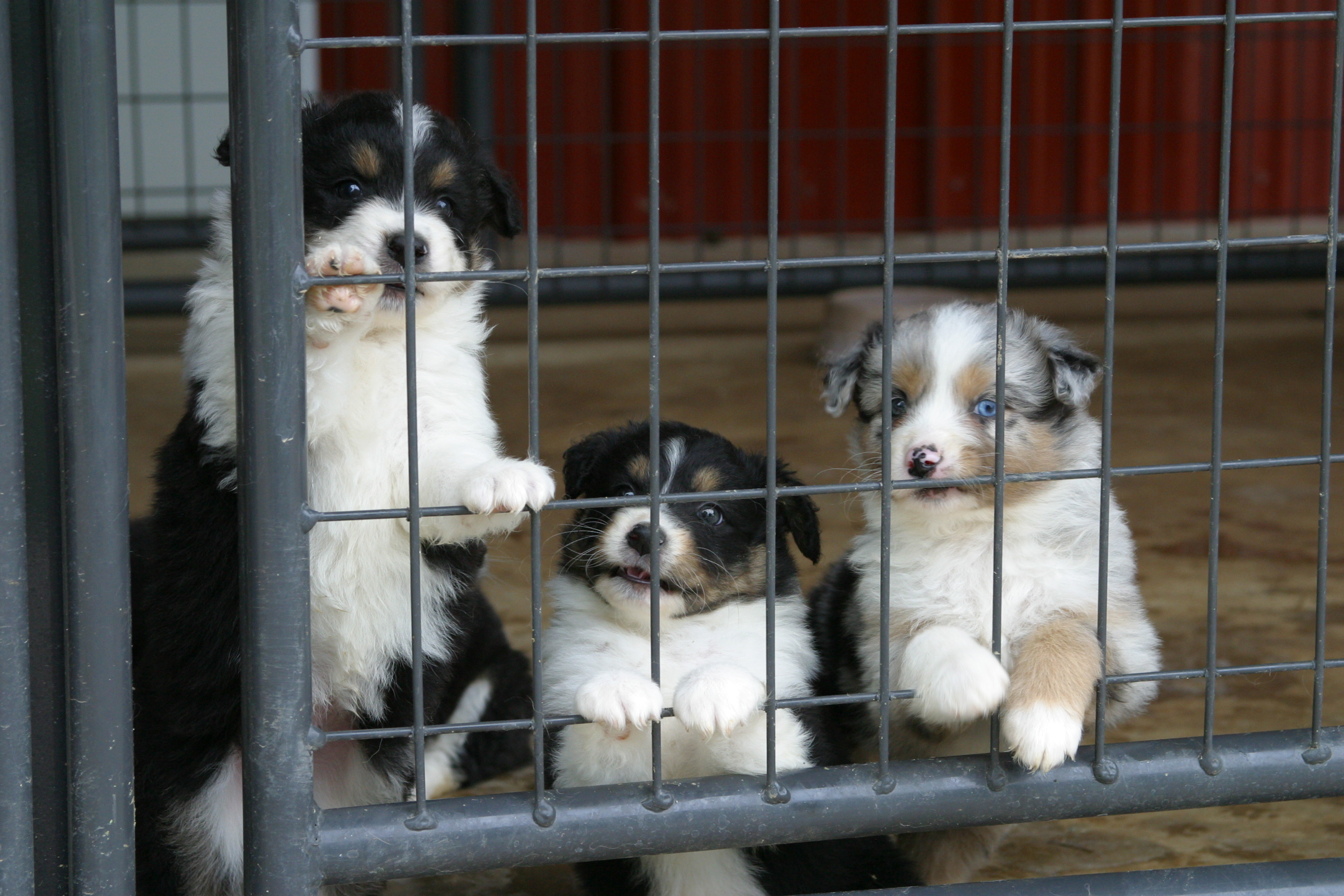 Kennels Premier 11.JPG