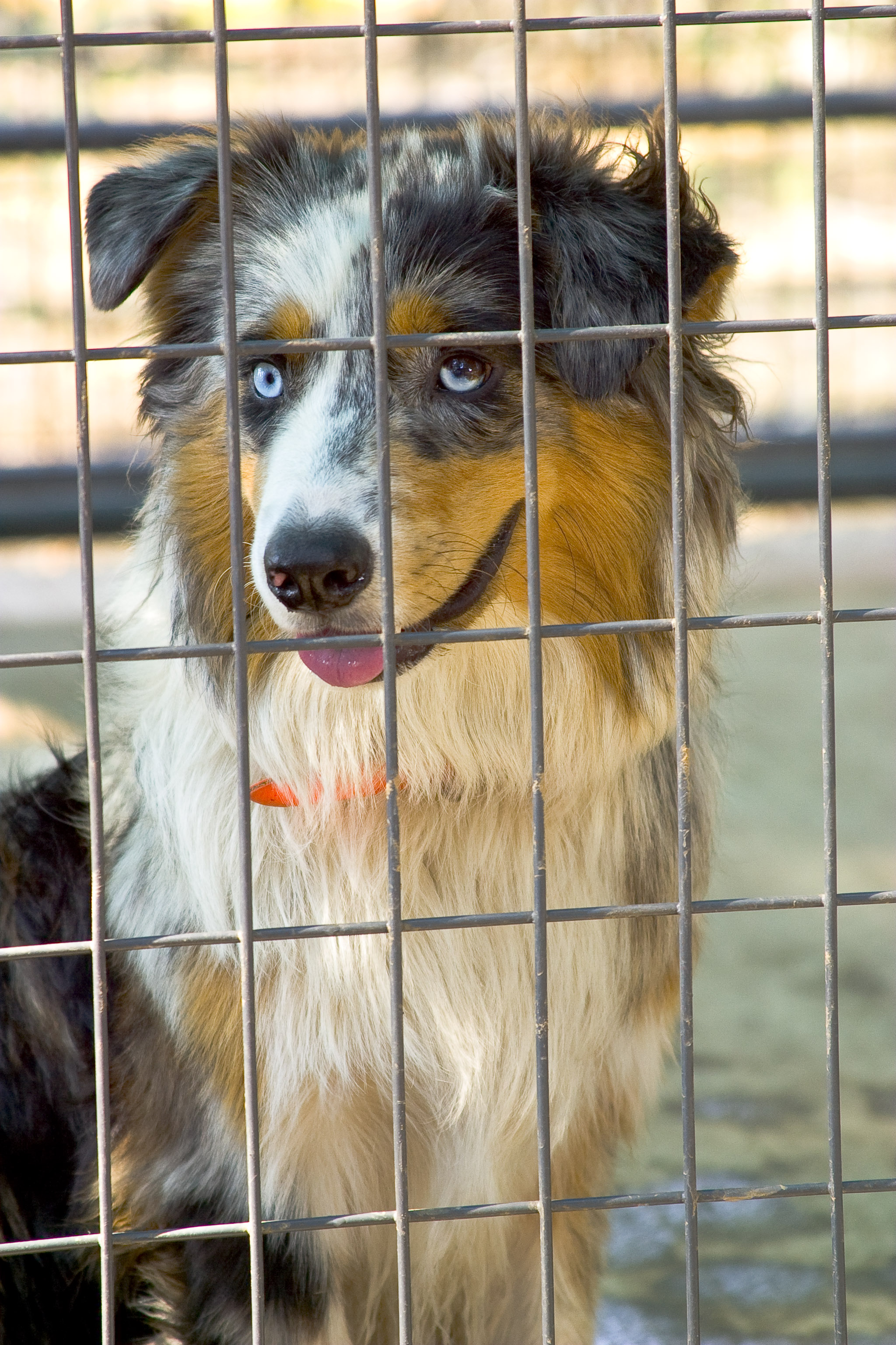 Kennels Premier 12.jpg