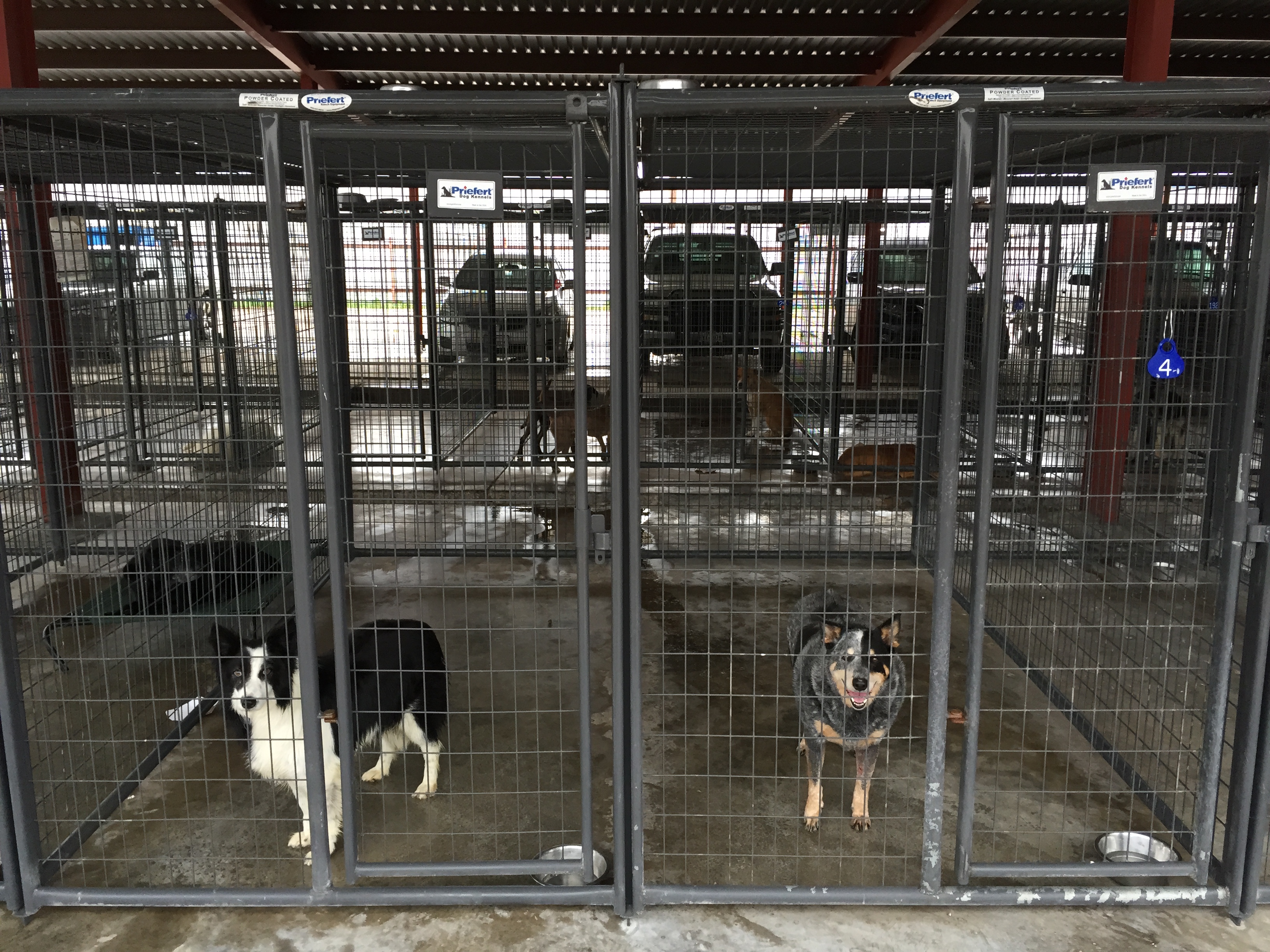 Kennels TallCItyVET 03.JPG