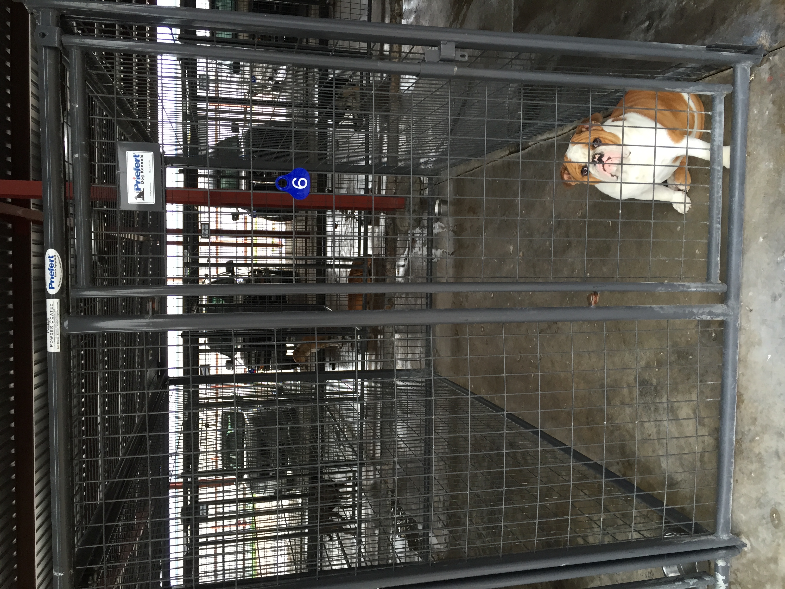 Kennels TallCItyVET 04.JPG