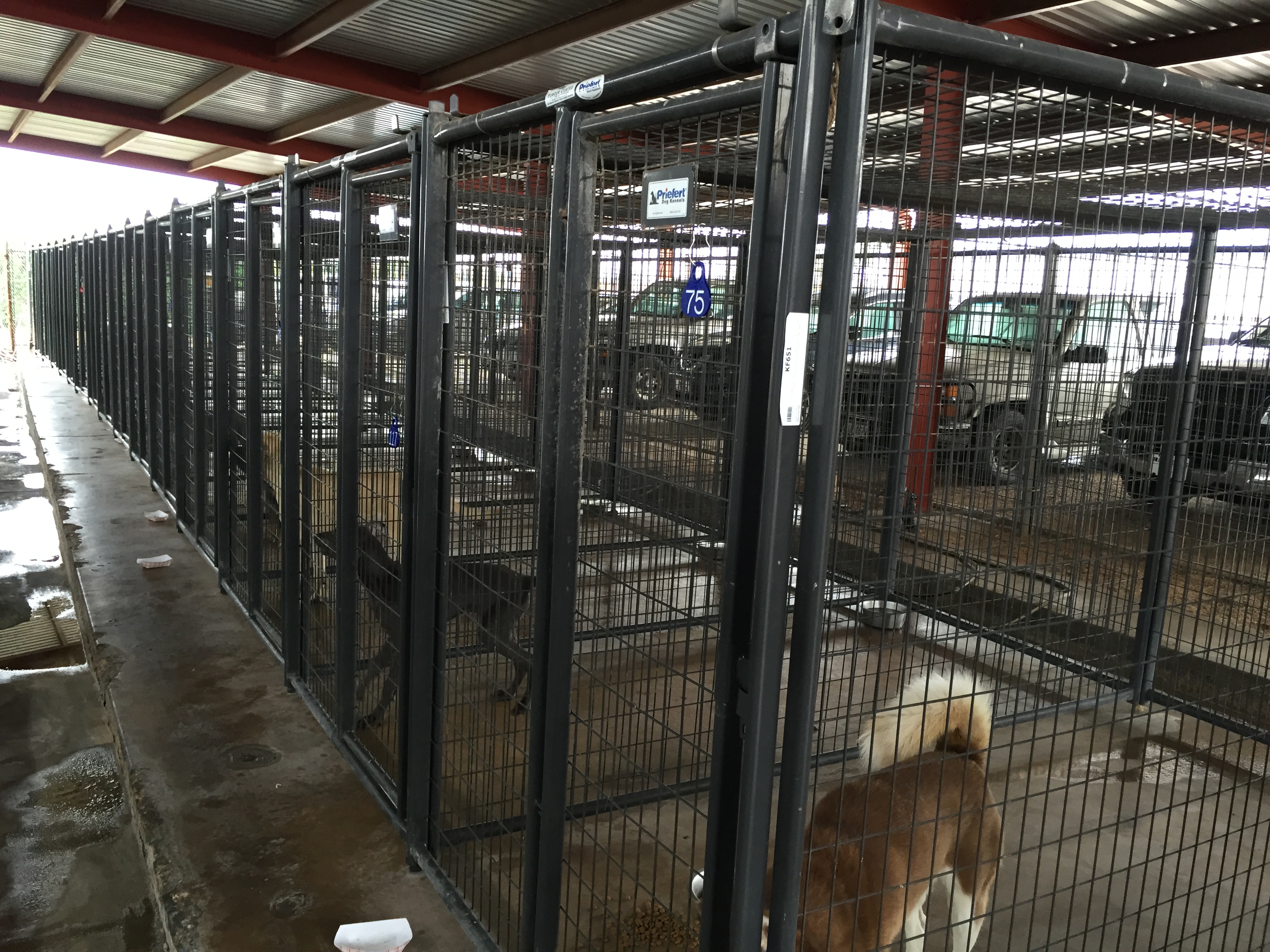 Kennels TallCItyVET 06.JPG