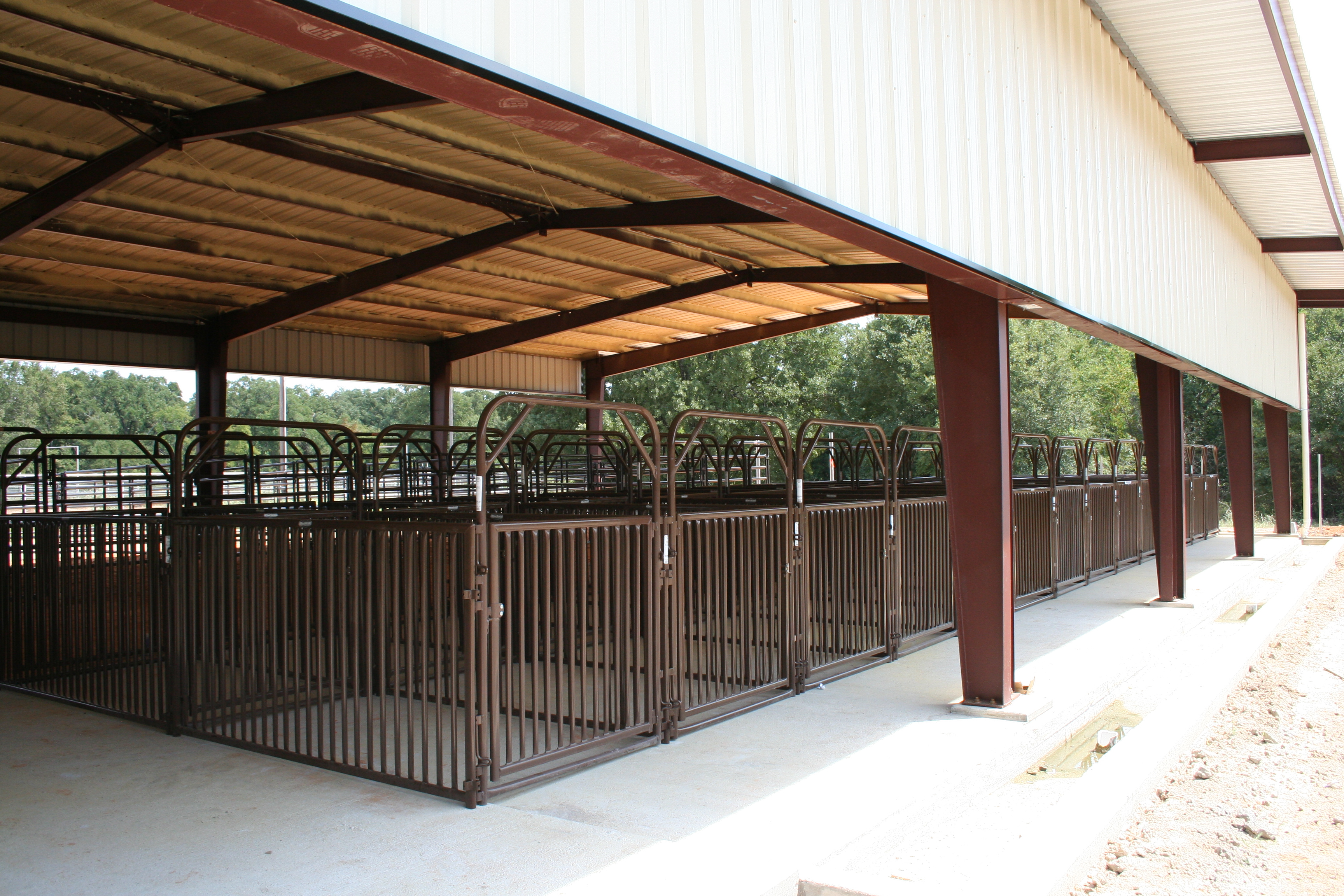 Sheep Hog SHP 02 Lifestyle.jpg