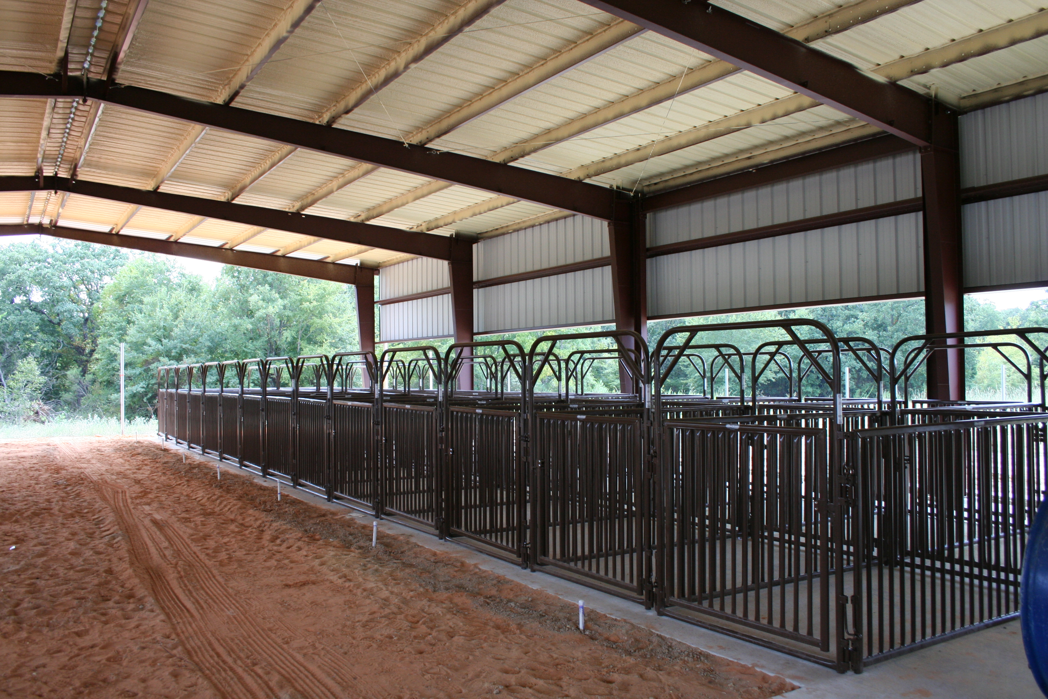 Sheep Hog SHP 04 Lifestyle.jpg