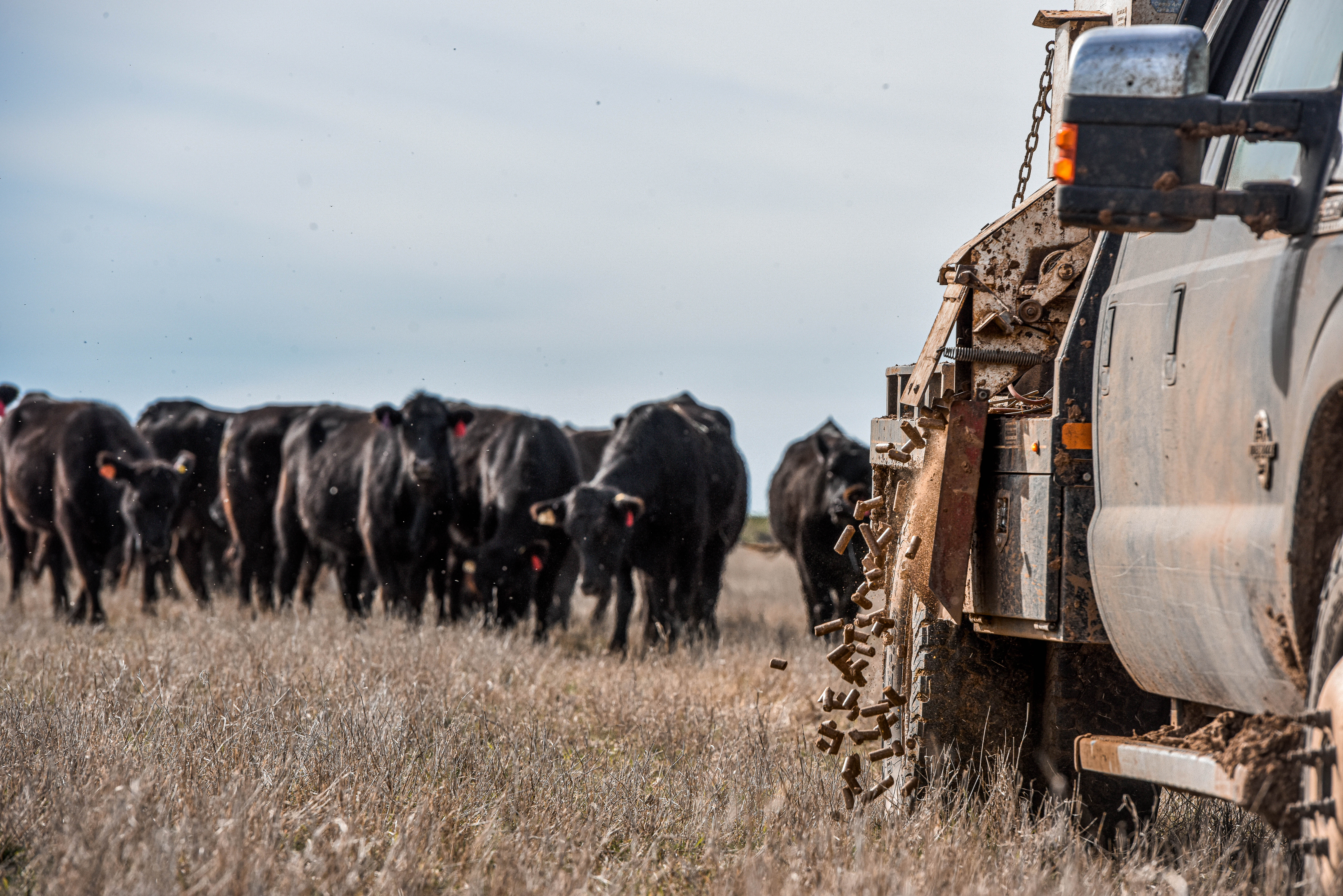 Trip Hopper DSC1774.jpg