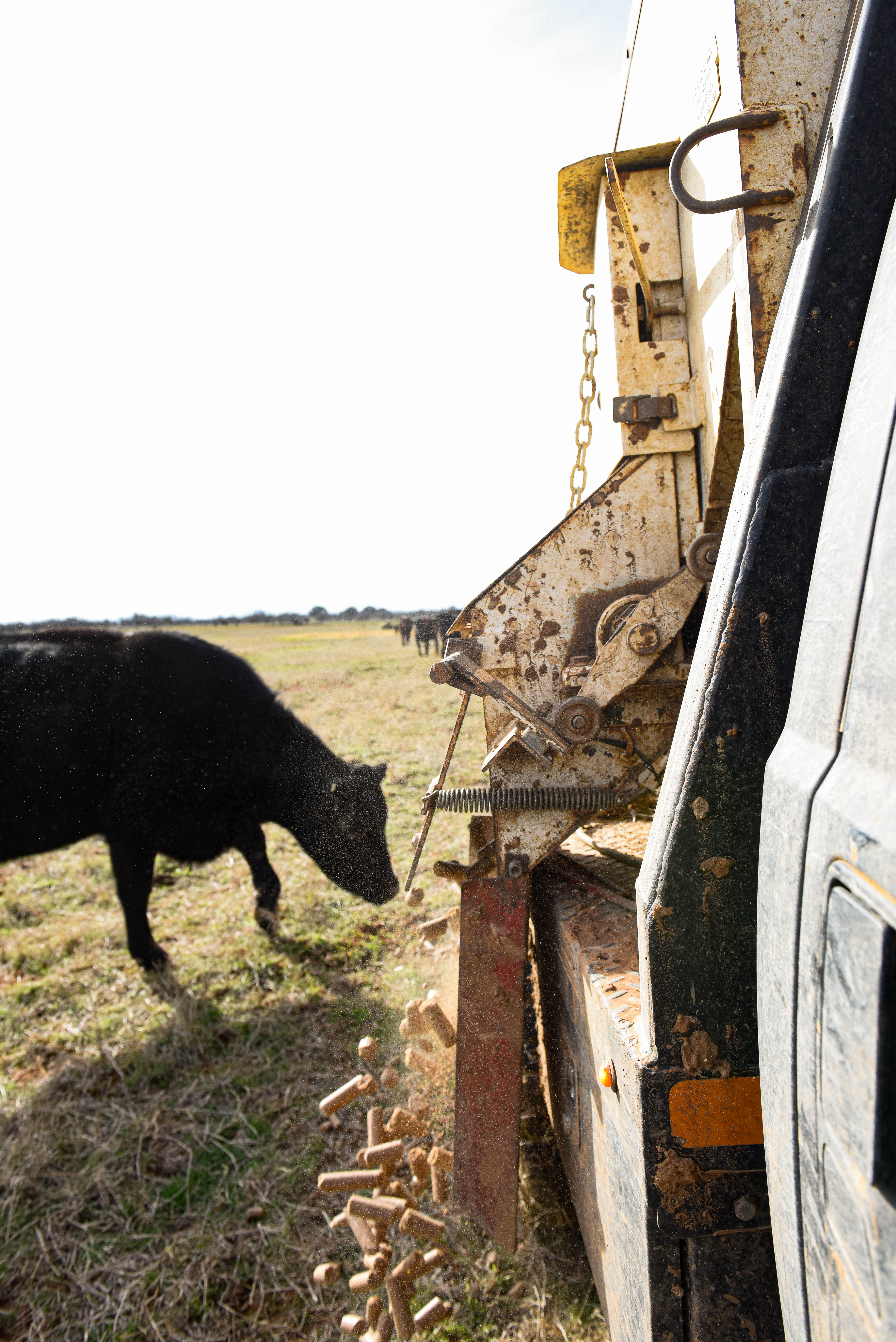 Trip Hopper DSC1812.jpg