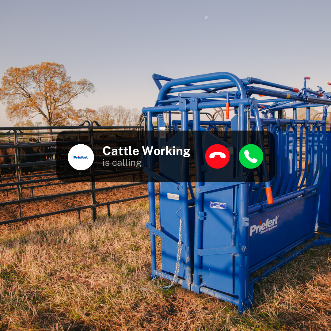 Cattle Working Instagram Post (1).png