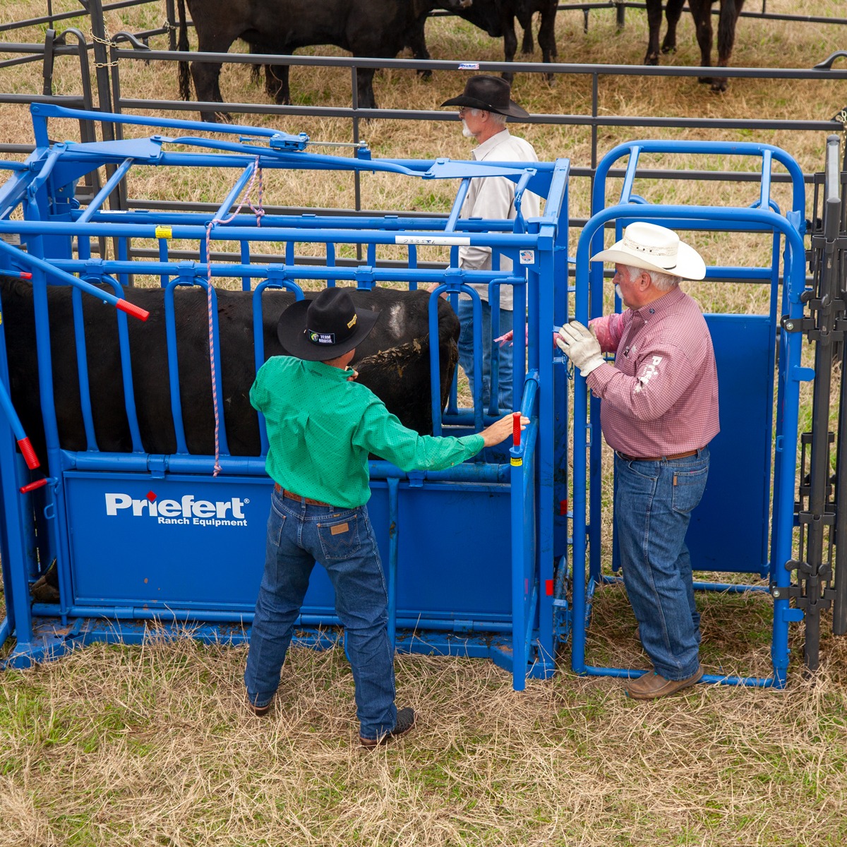 Priefert Palpation Cage.jpg