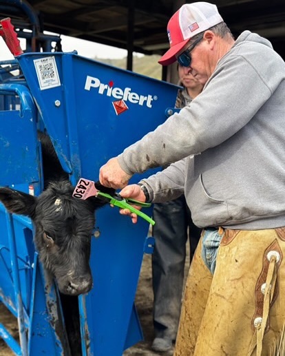 Priefert Calf Table 1.jpg